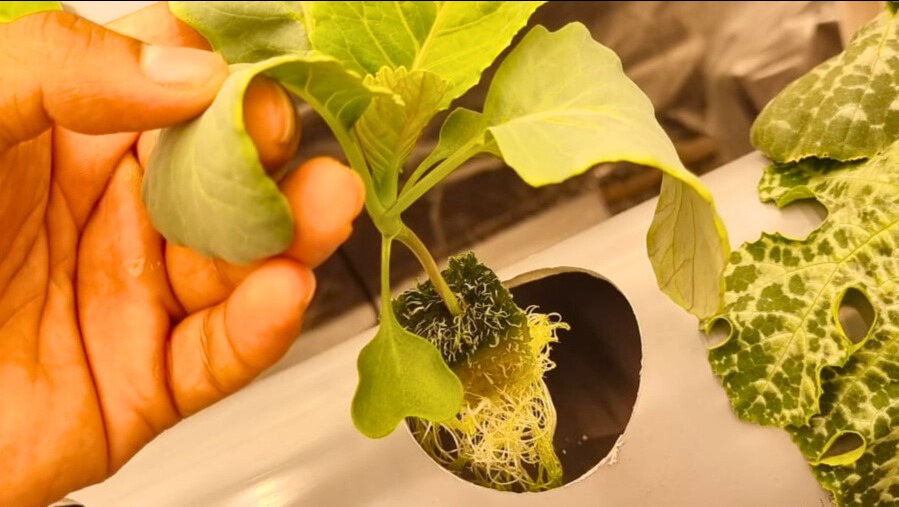 Why we started Nika Farms photo