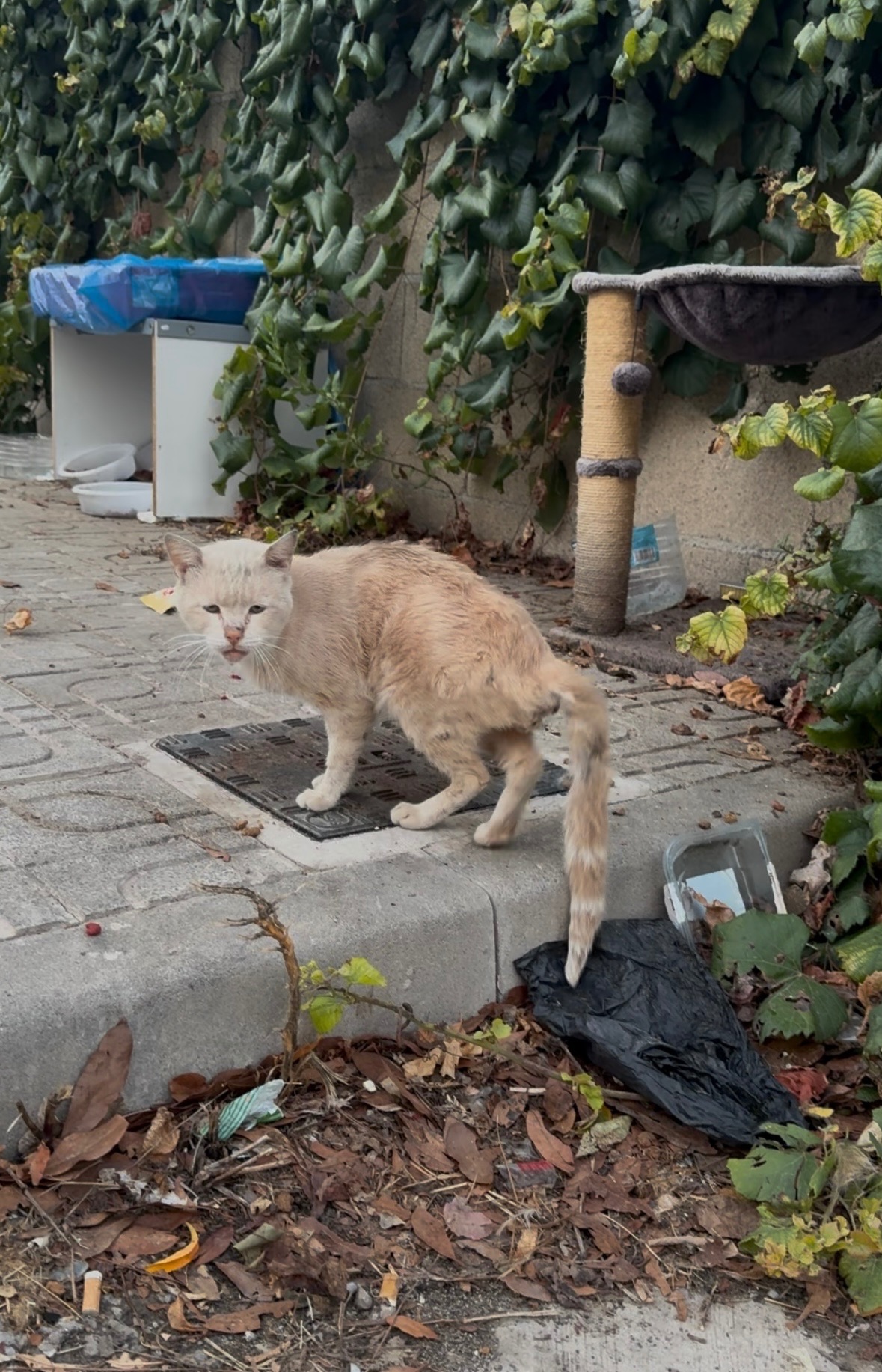 Verletzter Kater auf Mallorca campaign photo, 4 of 5