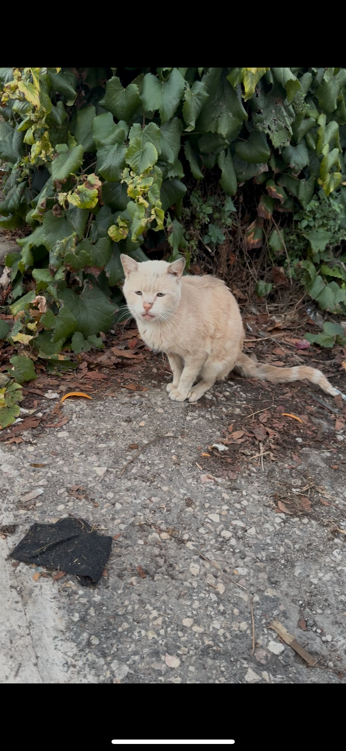 Verletzter Kater auf Mallorca campaign photo, 2 of 5