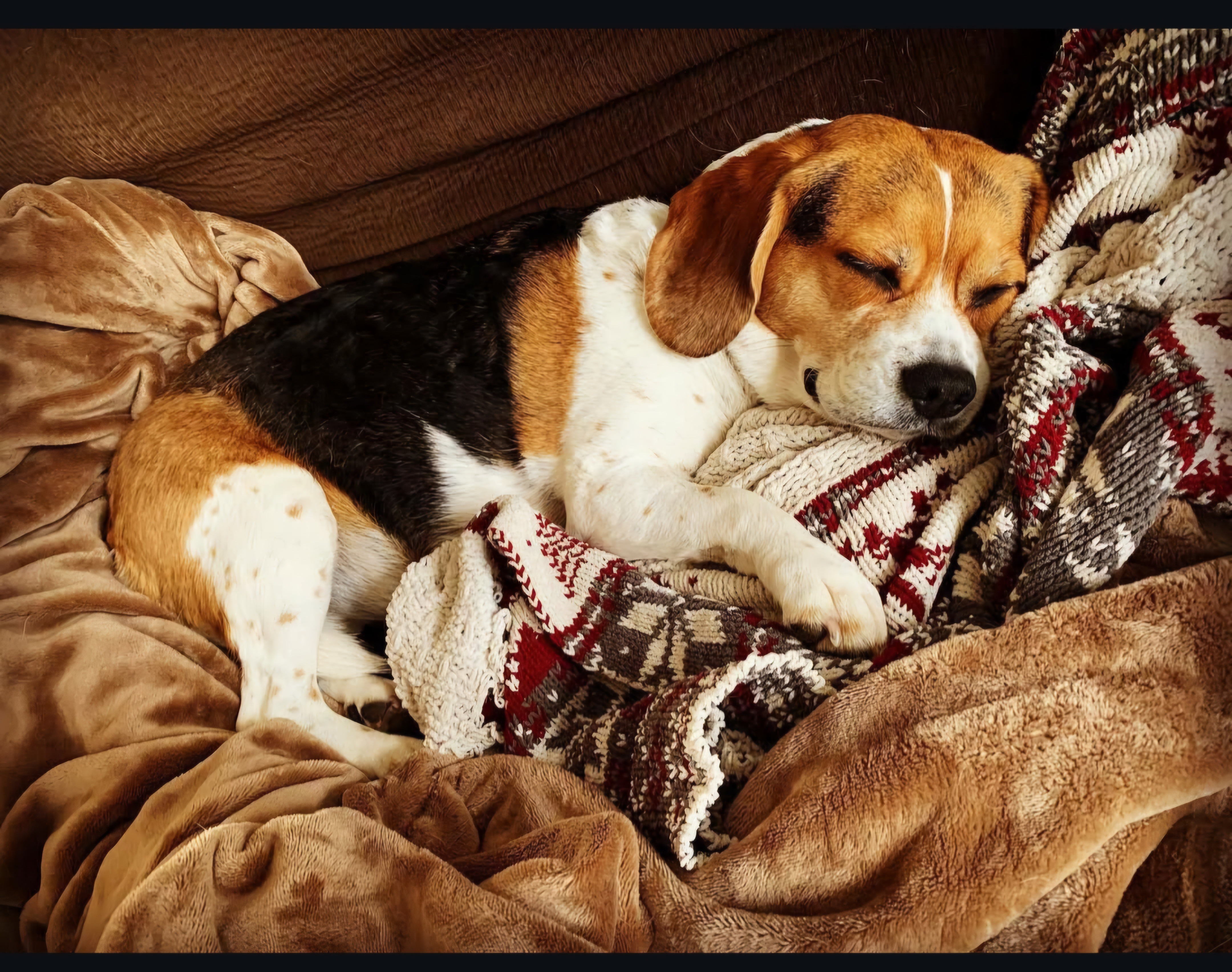 Please Help Sacha get Lifesaving Back Surgery campaign photo, 5 of 8