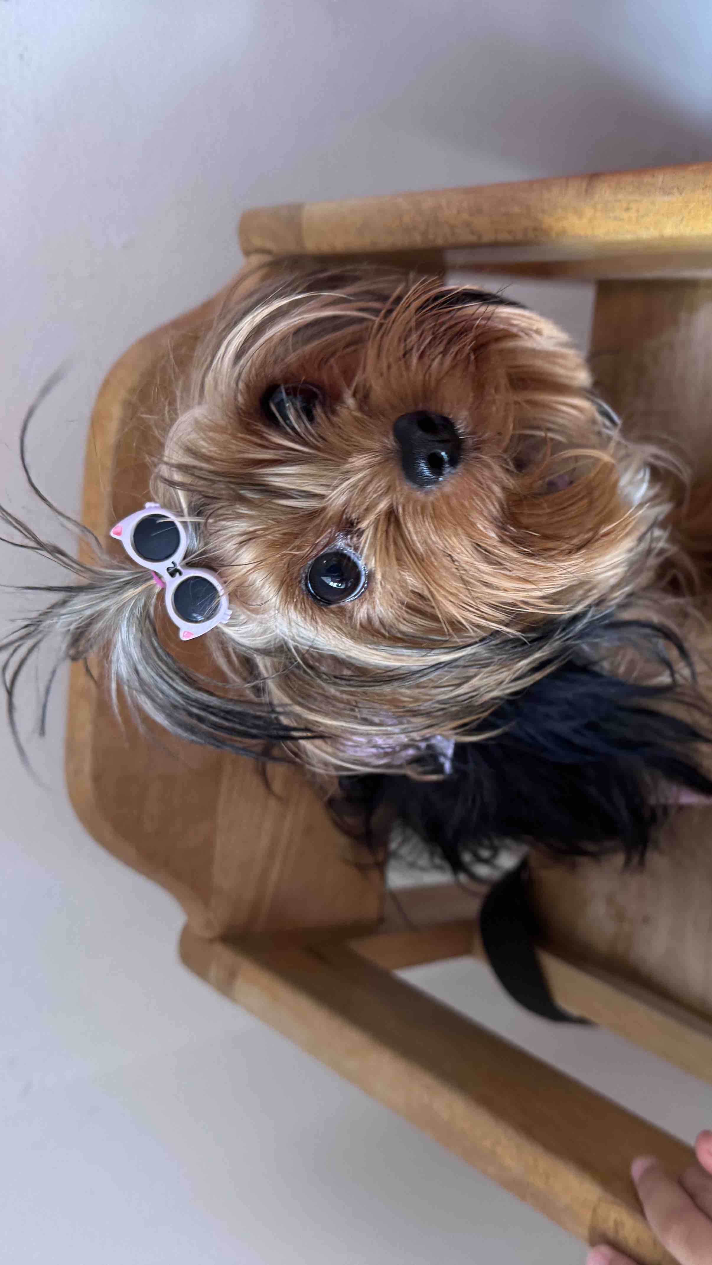 Akira is a 1 year old Yorkshire Terrier in Bayamon photo