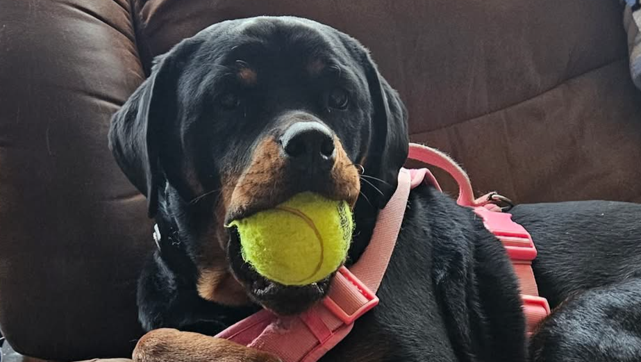 Help Tequila Run Again: She needs ACL surgery on both legs photo