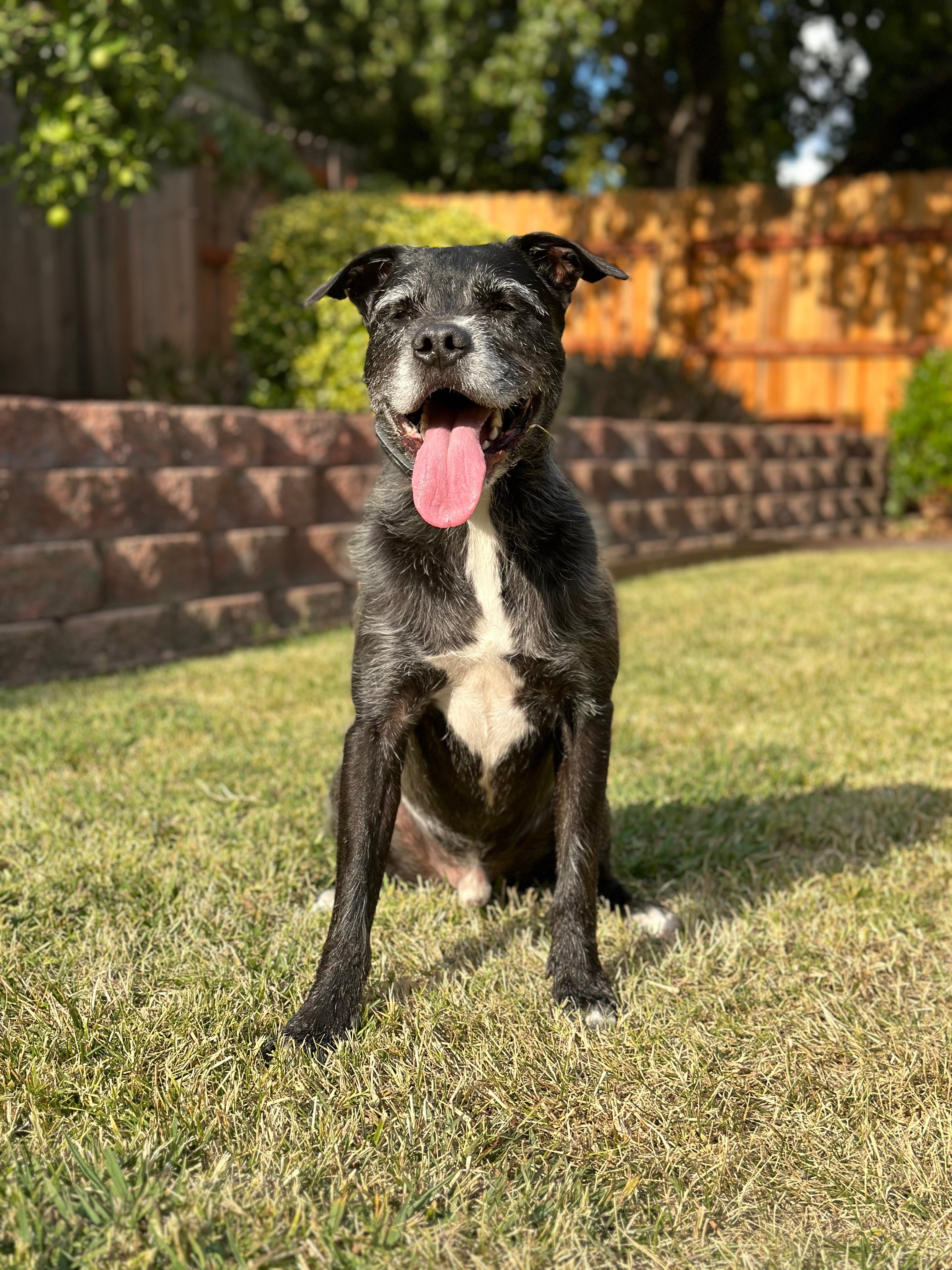 Donate to Save Sweet Benji's Life campaign photo, 7 of 8