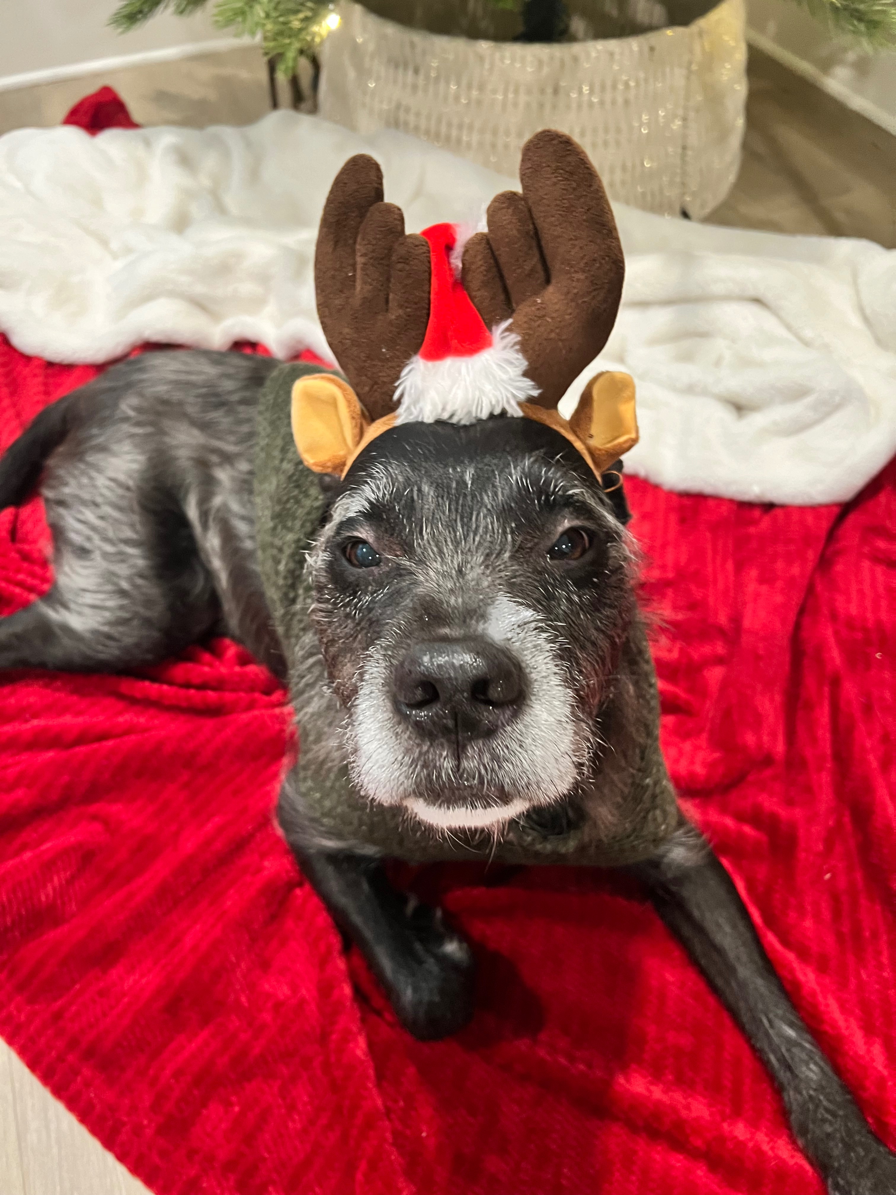 Donate to Save Sweet Benji's Life campaign photo, 2 of 8