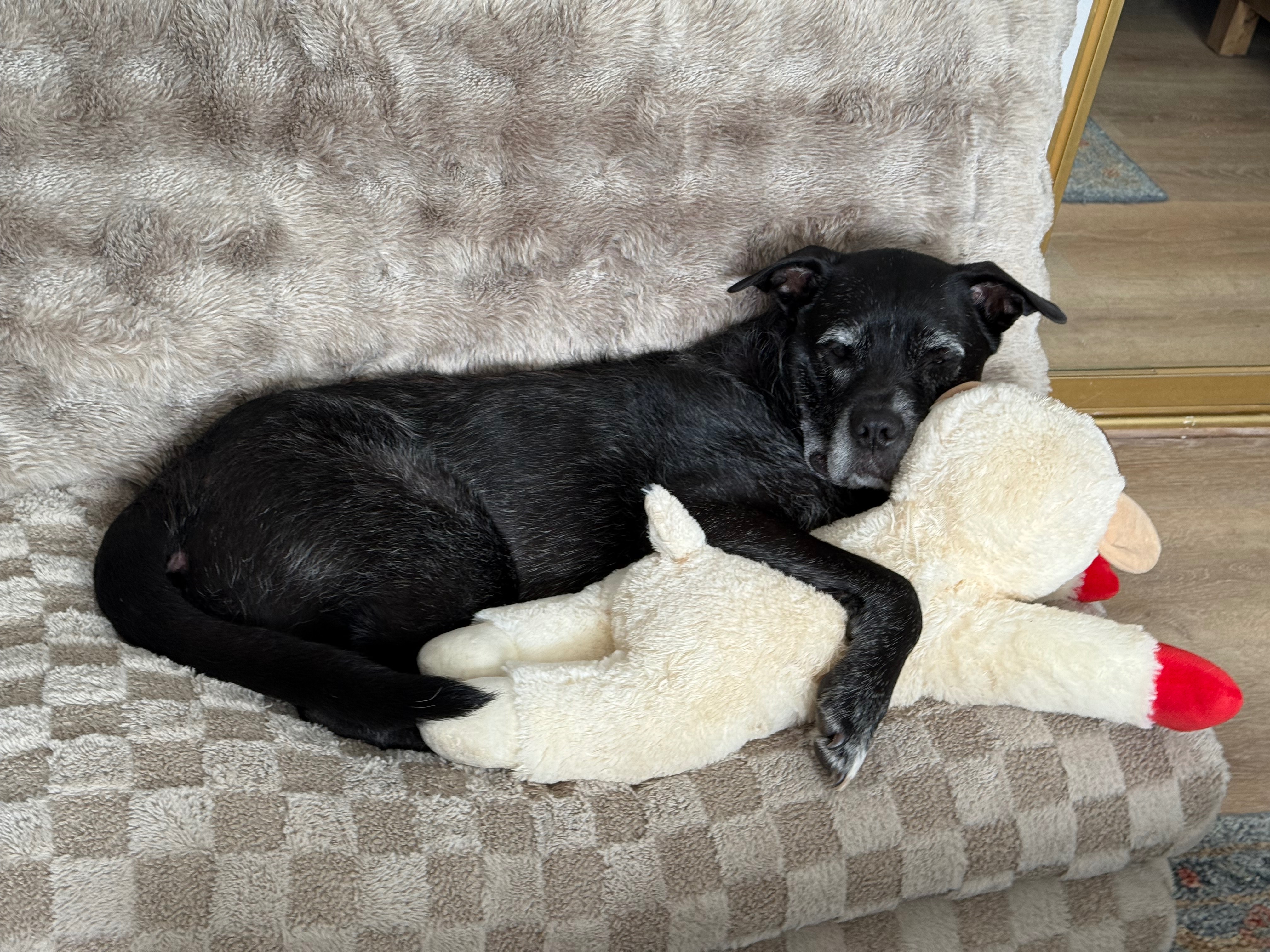 Donate to Save Sweet Benji's Life campaign photo, 4 of 8