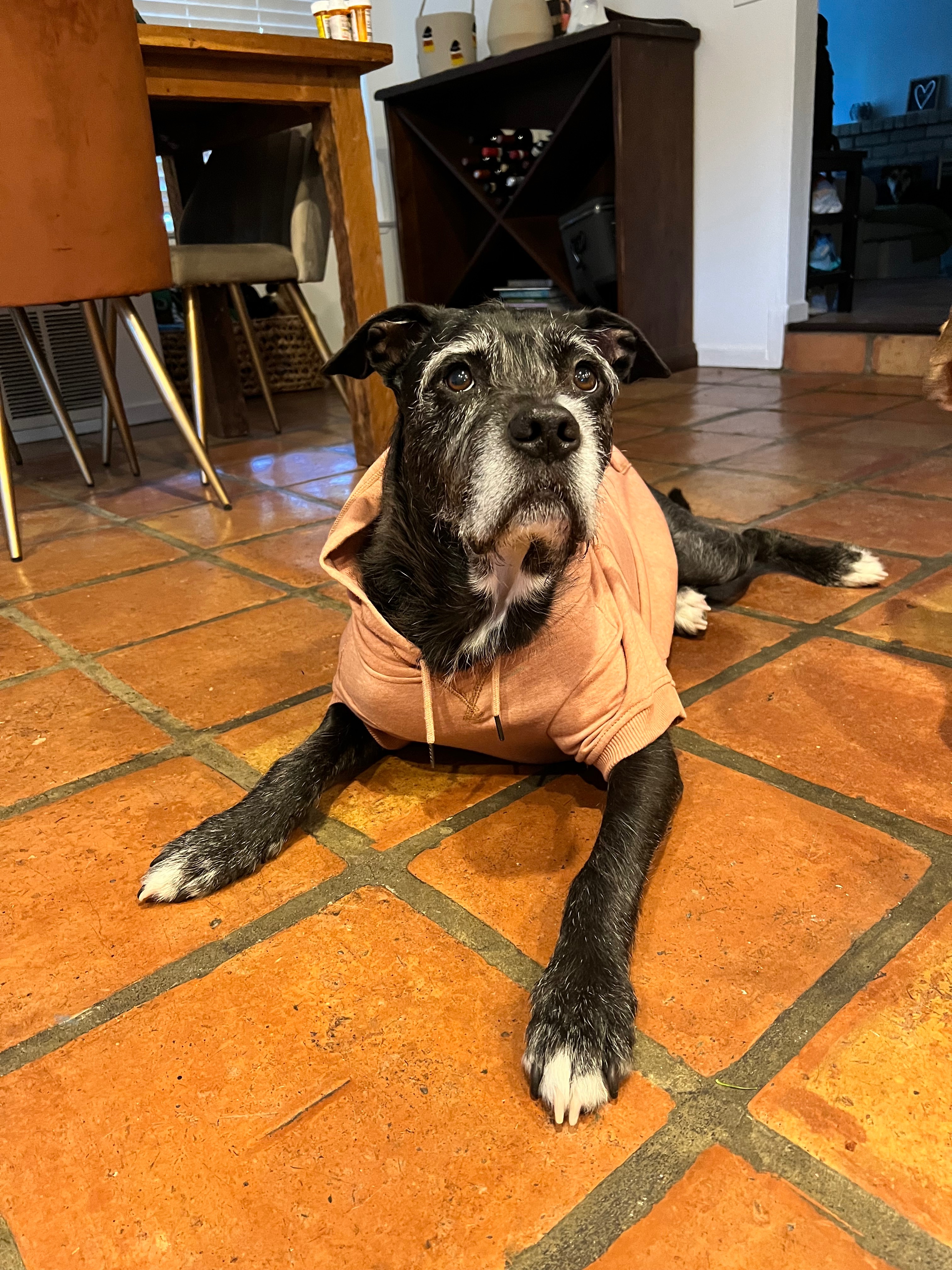 Donate to Save Sweet Benji's Life campaign photo, 5 of 8