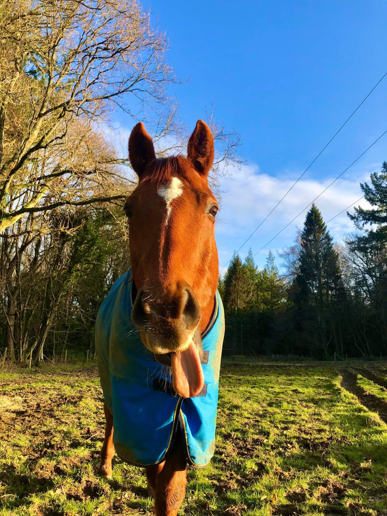 PHAASE Horse Sanctuary campaign photo, 2 of 8