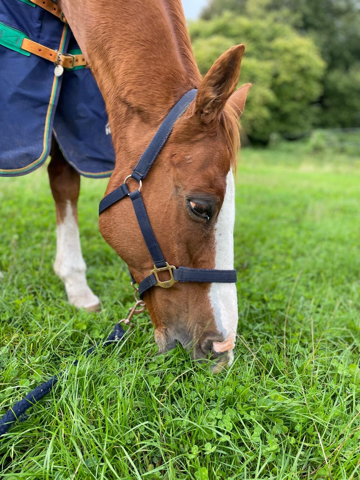 PHAASE Horse Sanctuary campaign photo, 4 of 8
