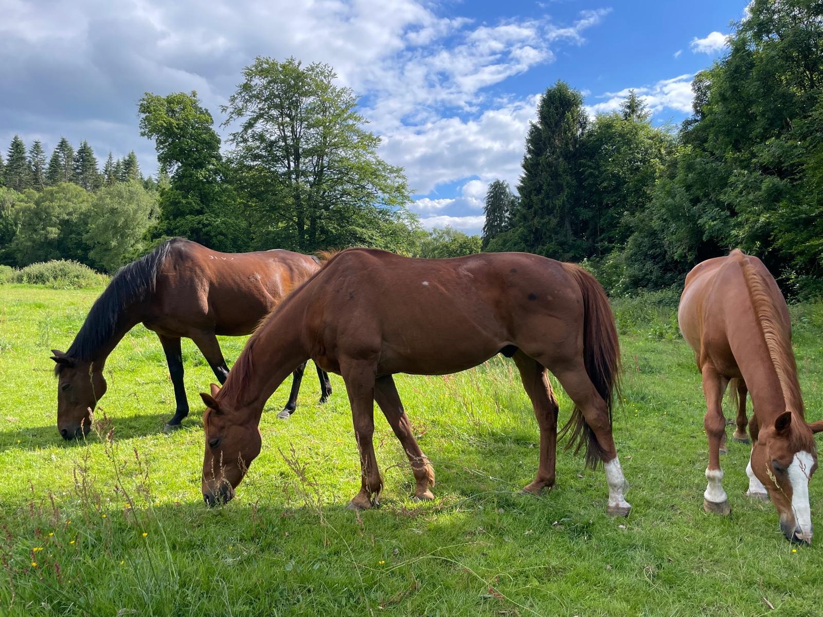 PHAASE Horse Sanctuary campaign photo, 5 of 8