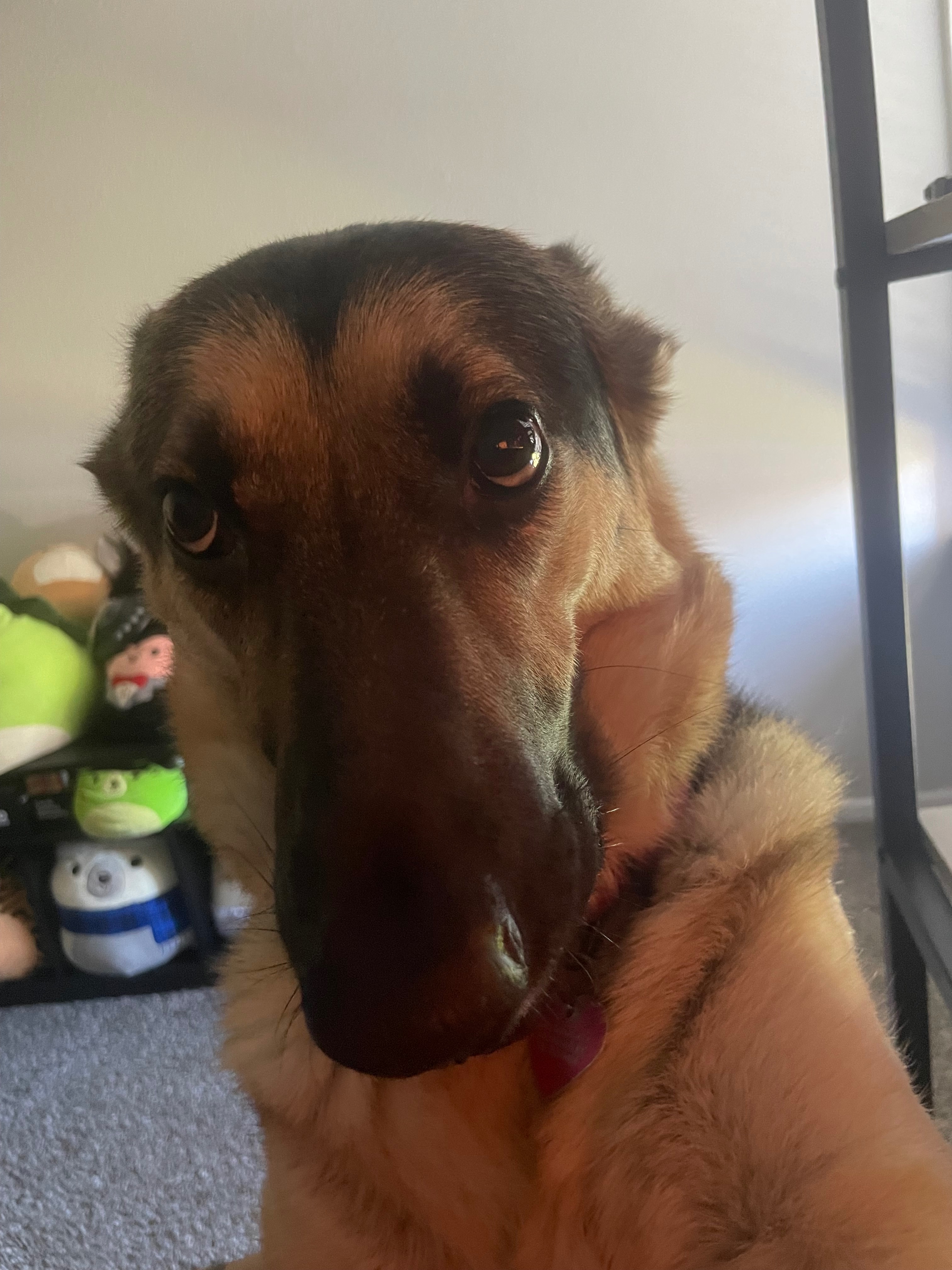 Bear’s Breast Cancer Surgery campaign photo, 6 of 8