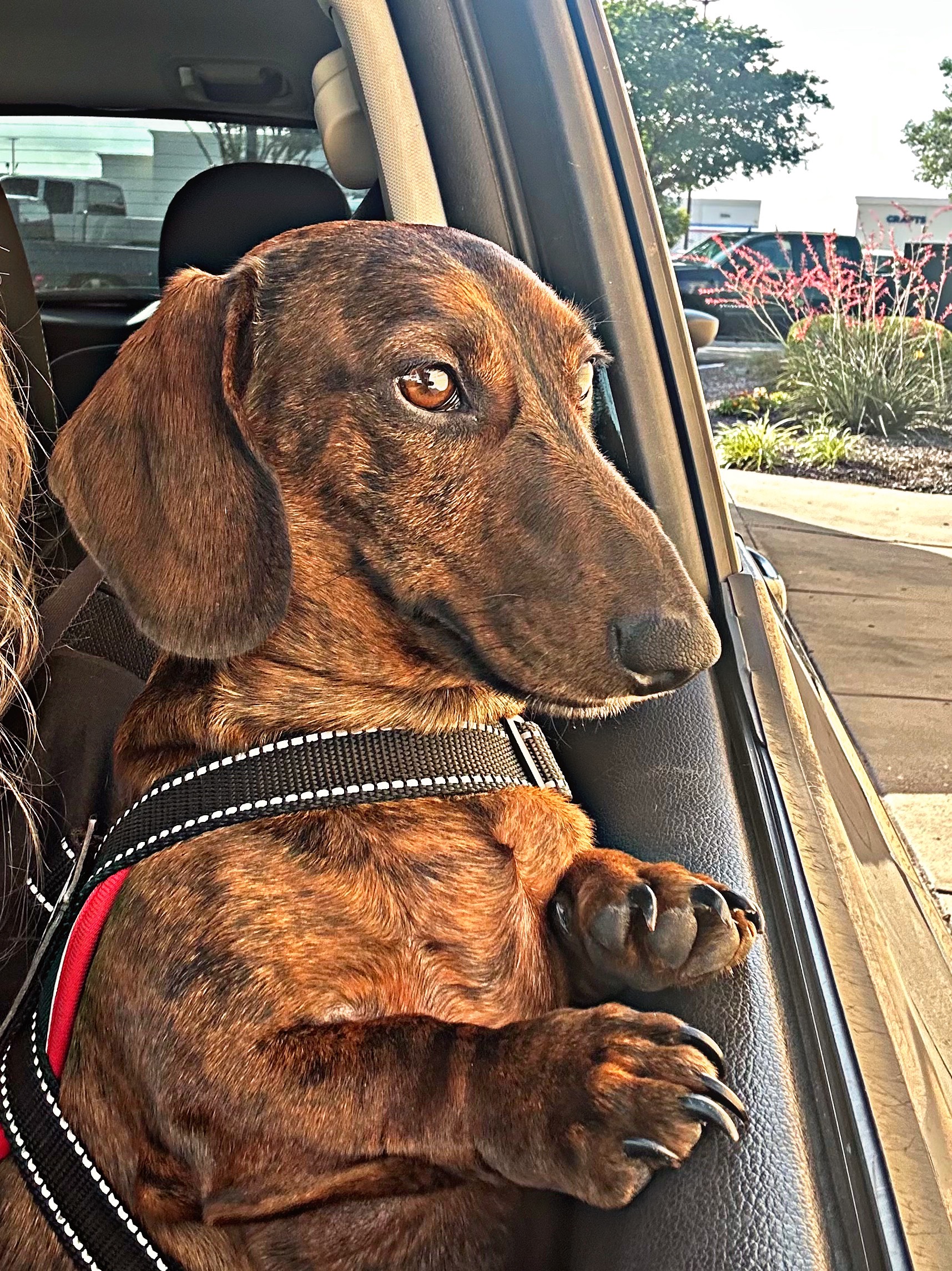 Please Help with Cooper’s IVDD Surgery and Recovery campaign photo, 7 of 8