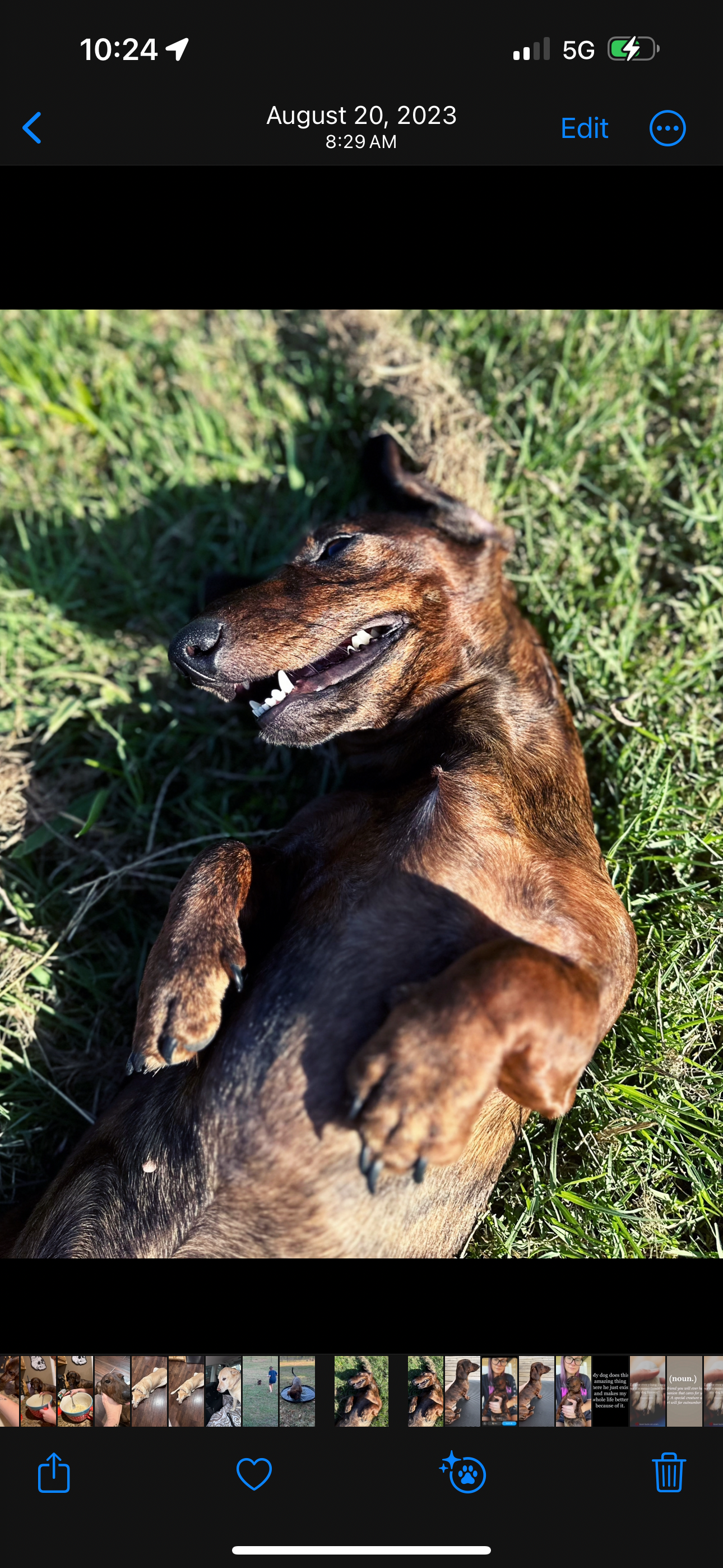Please Help with Cooper’s IVDD Surgery and Recovery campaign photo, 2 of 8