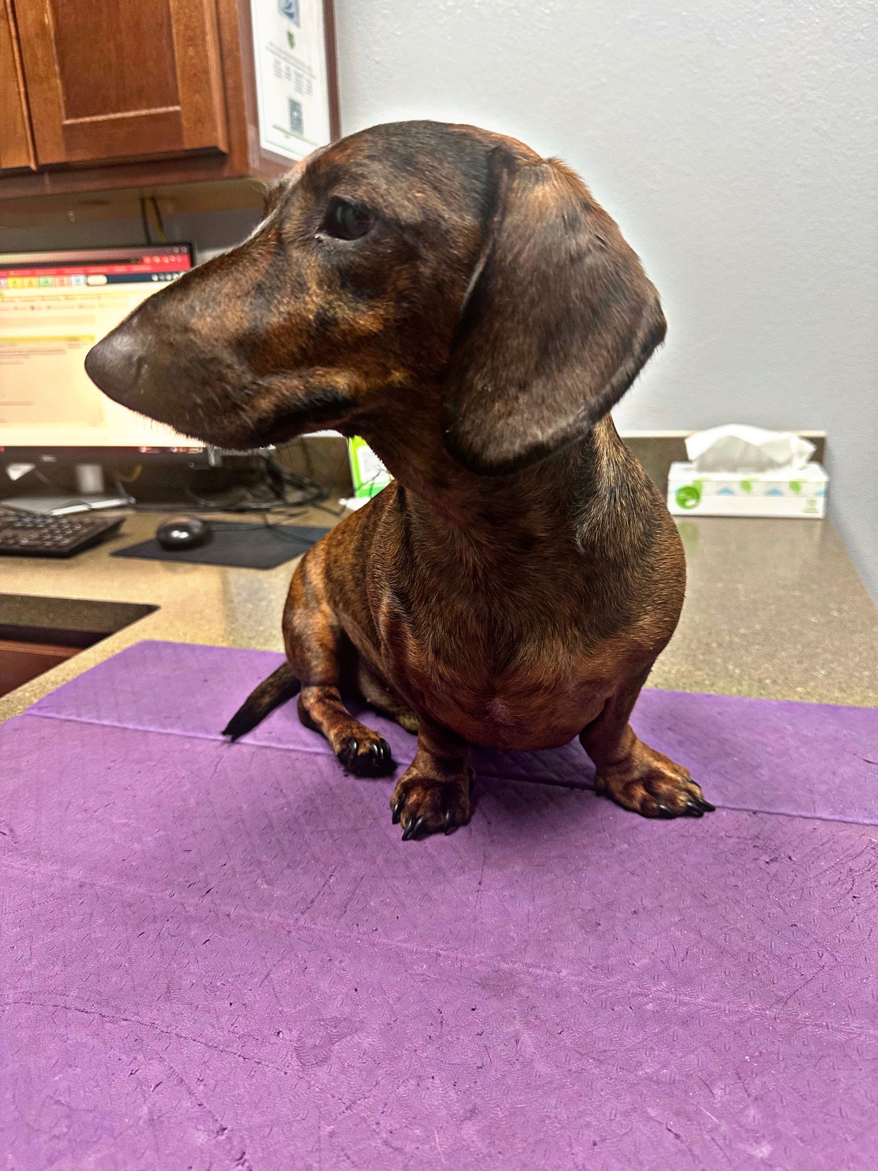 Please Help with Cooper’s IVDD Surgery and Recovery campaign photo, 4 of 8