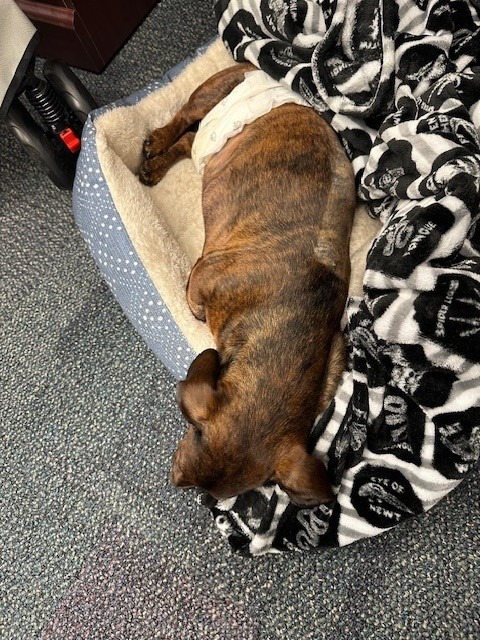 Please Help with Cooper’s IVDD Surgery and Recovery campaign photo, 5 of 8