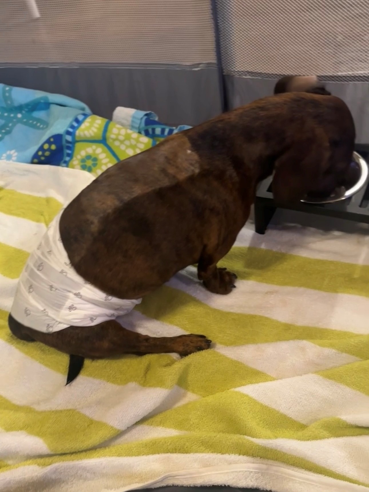 Please Help with Cooper’s IVDD Surgery and Recovery campaign photo, 6 of 8