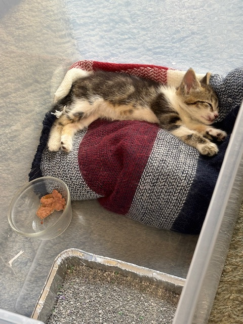 Rescued kitten vet bills campaign photo, 5 of 6