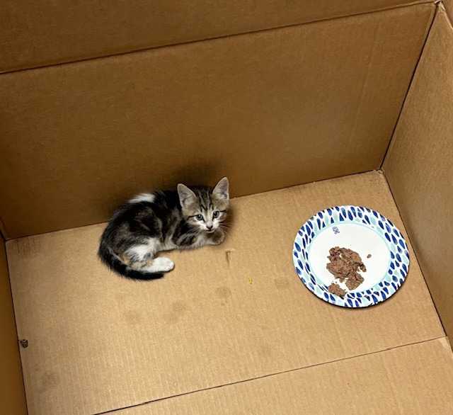 Rescued kitten vet bills campaign photo, 2 of 6