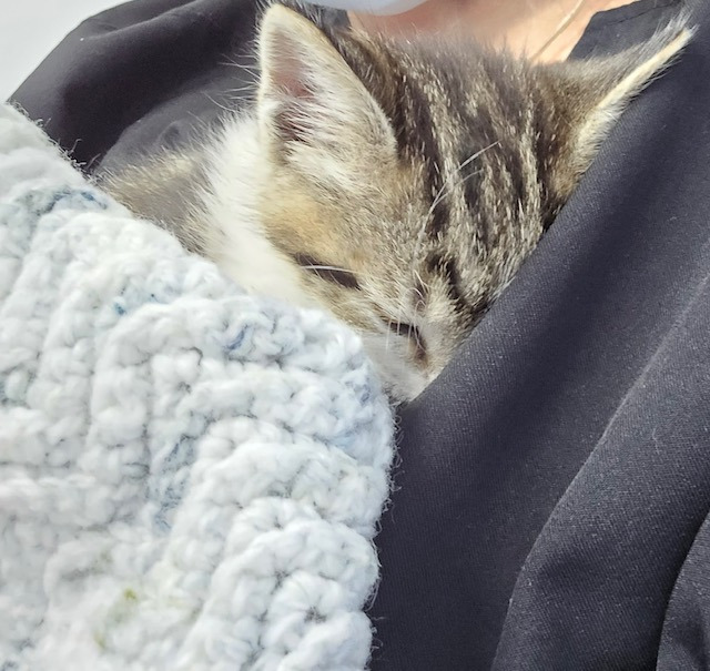 Rescued kitten vet bills campaign photo, 4 of 6