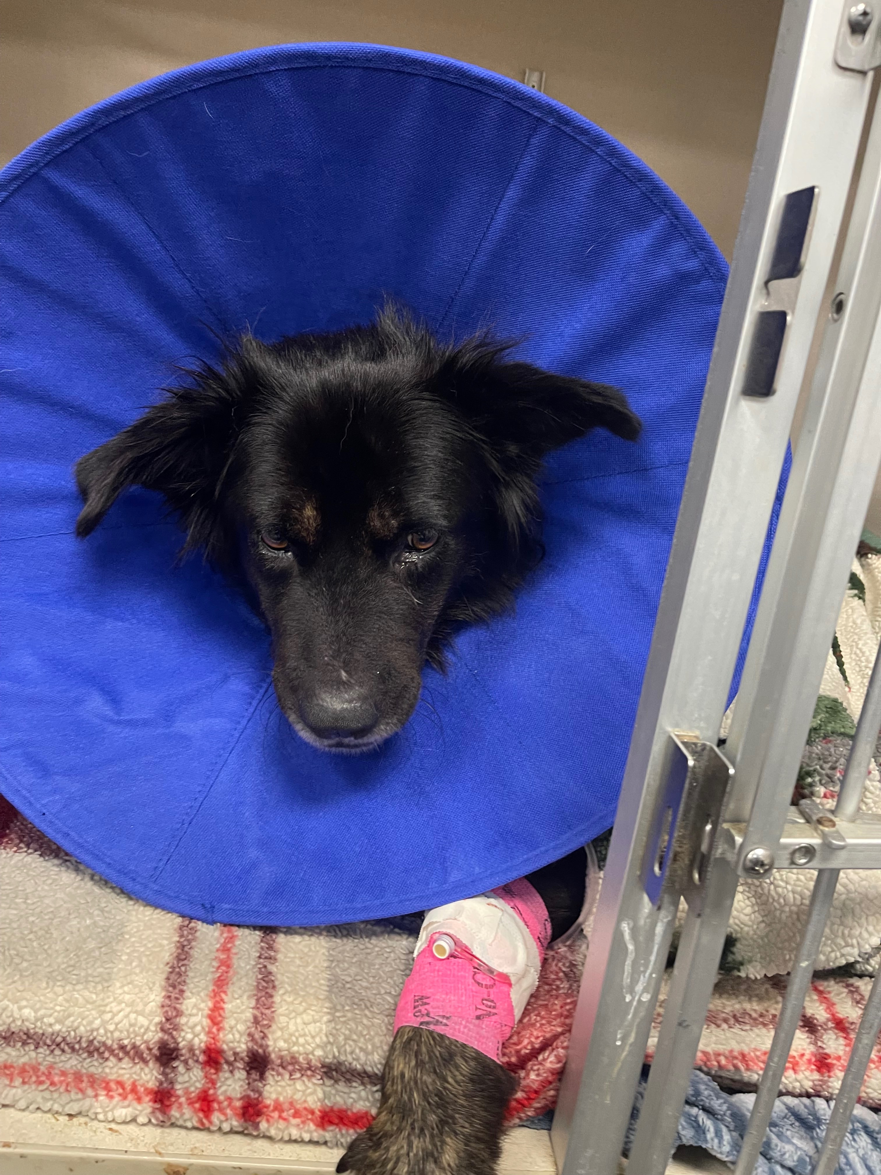 Donate to Save Bonnie's Life campaign photo, 7 of 8