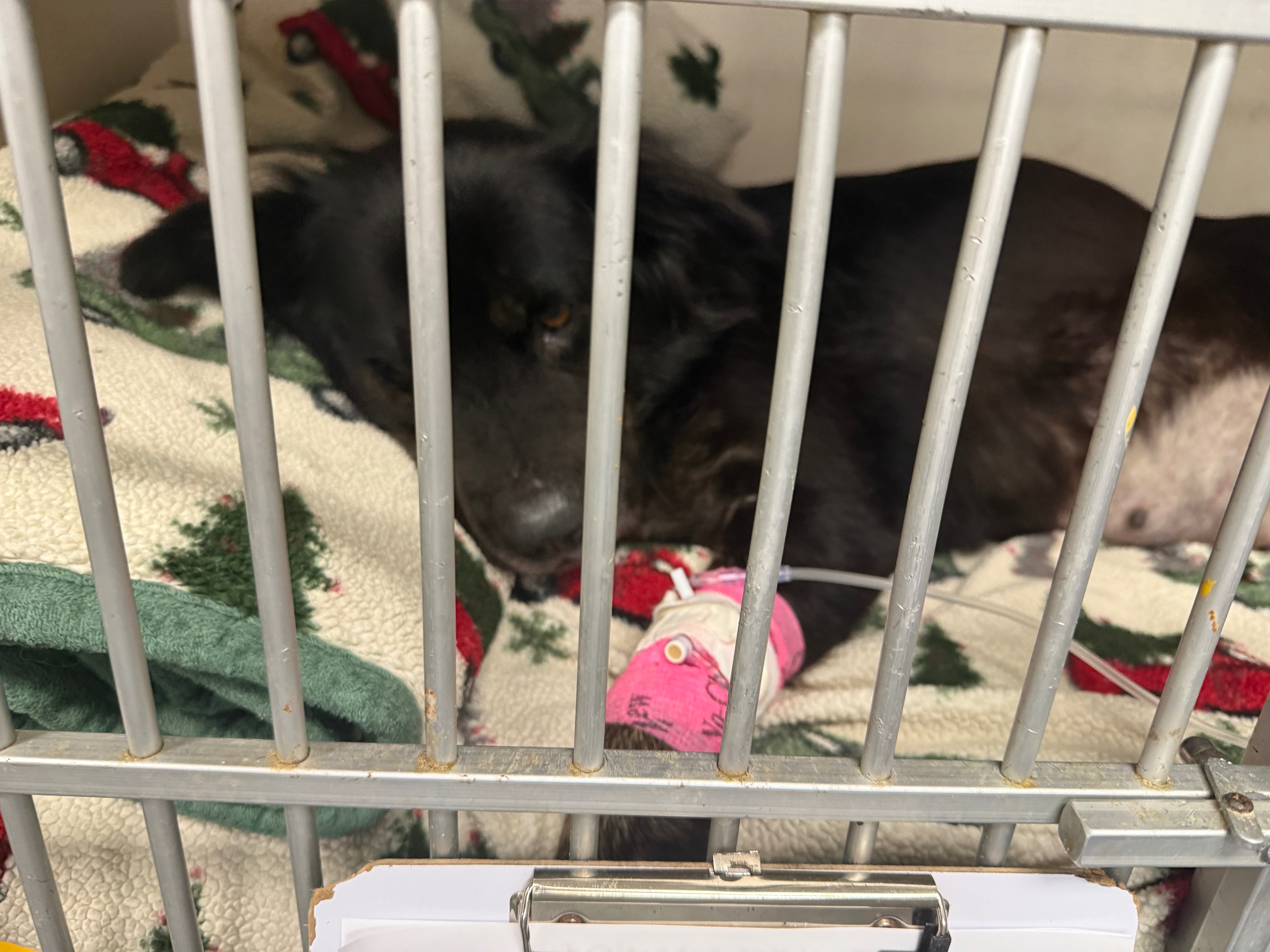 Donate to Save Bonnie's Life campaign photo, 2 of 8