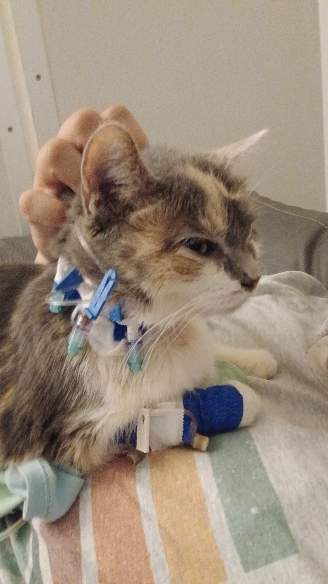 Support for Luna's Final Veterinary Bills campaign photo, 4 of 5
