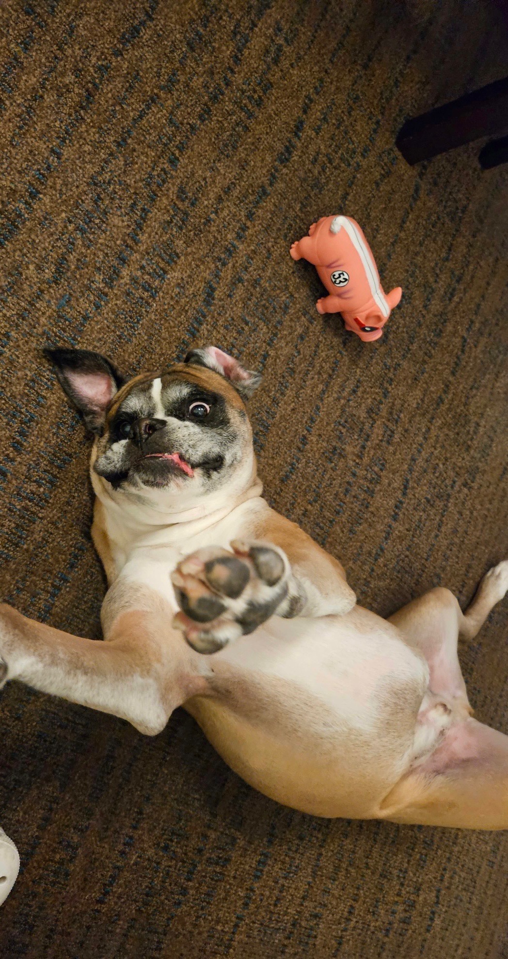 Support Tank's Urgent Surgery campaign photo, 2 of 8