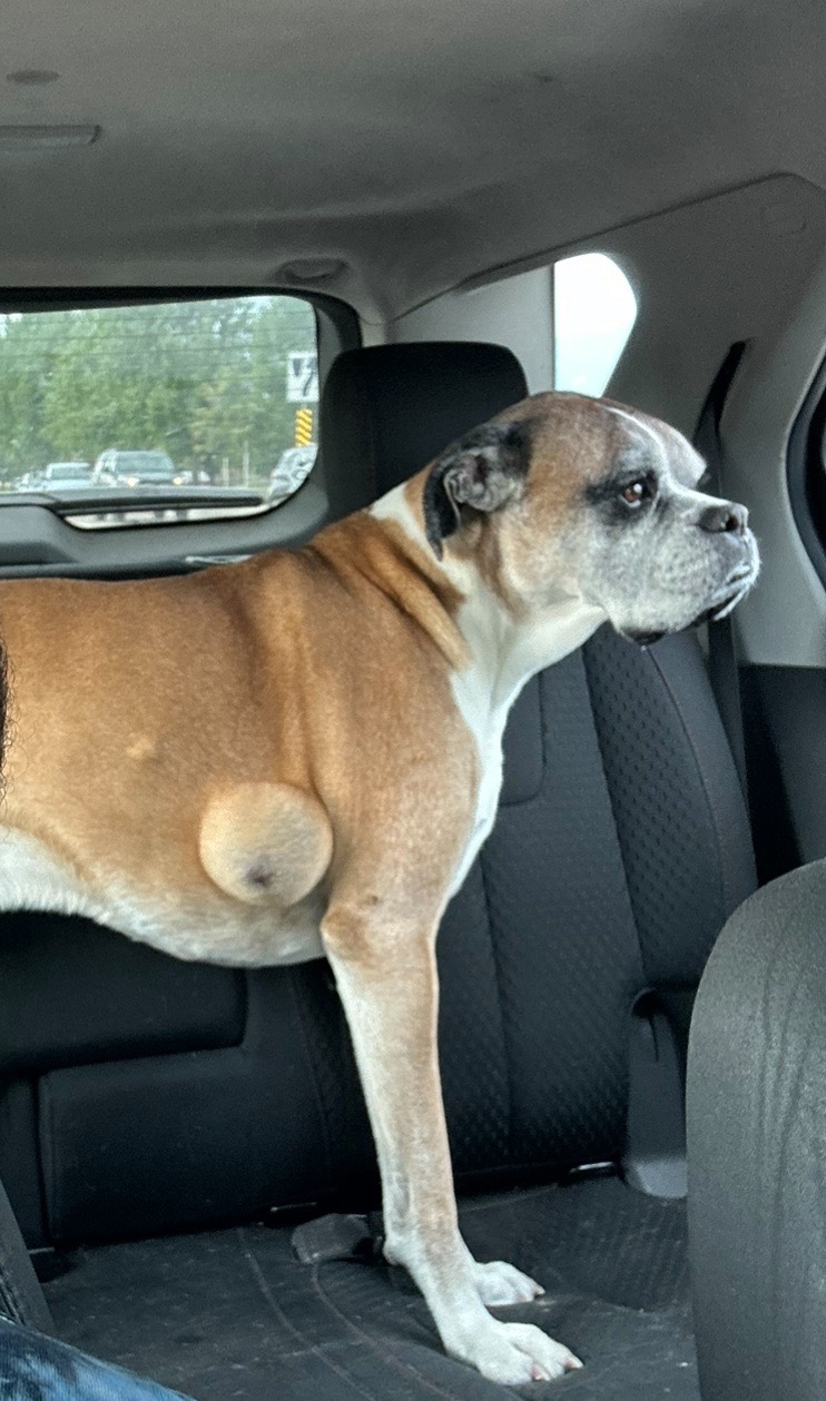 Support Tank's Urgent Surgery campaign photo, 6 of 8