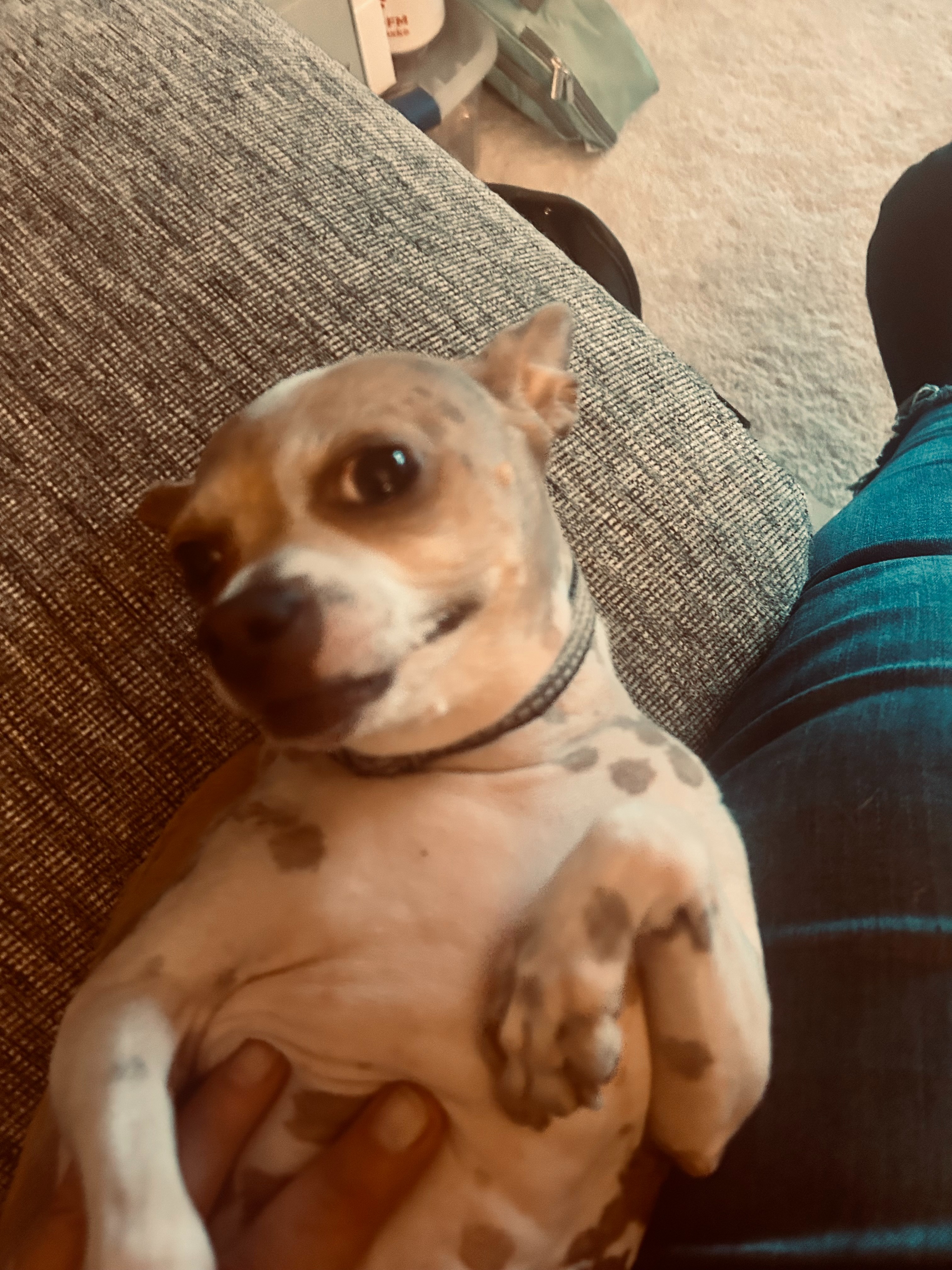 Donate to Violet's Medical Expenses campaign photo, 7 of 8