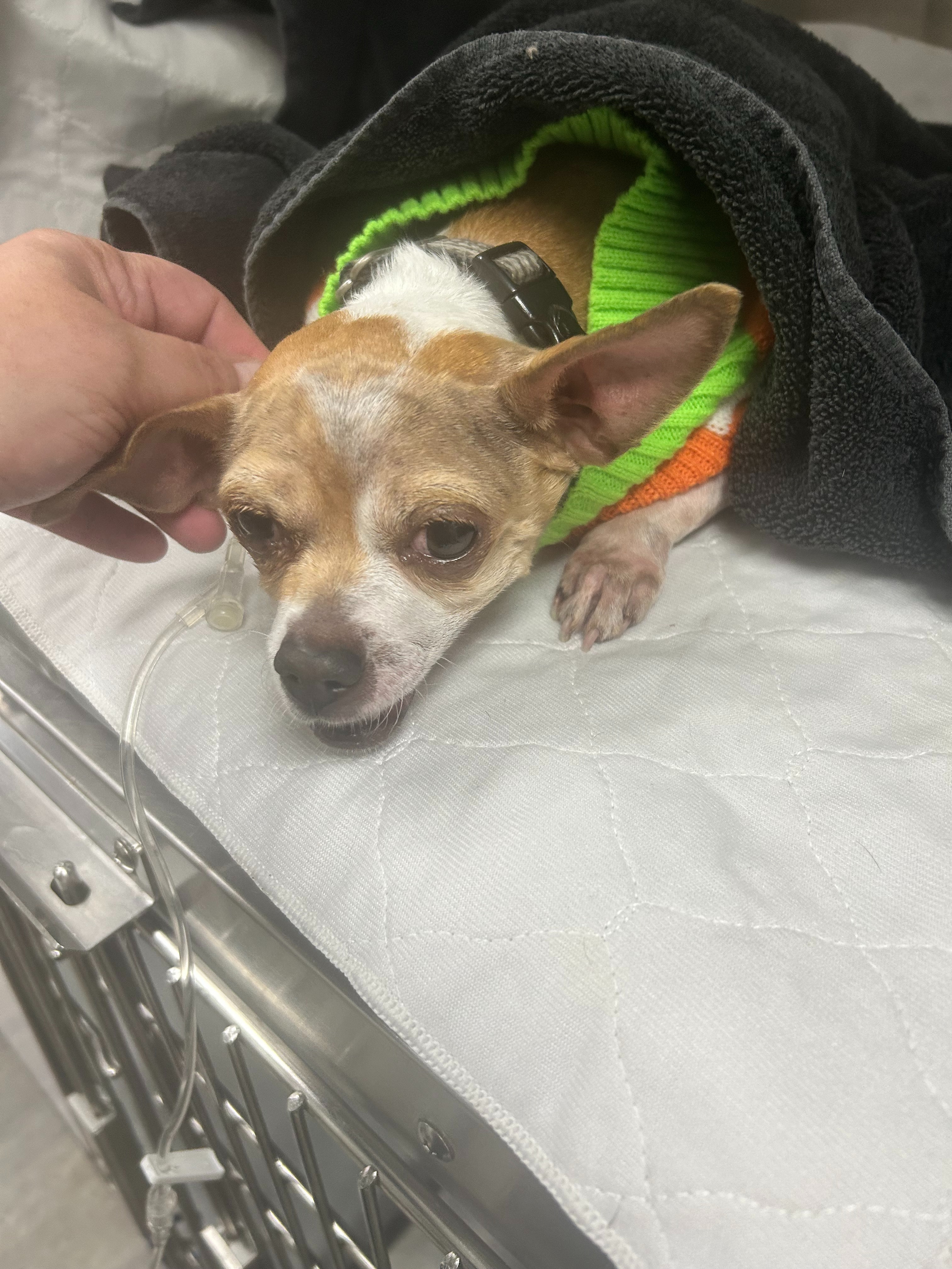 Donate to Violet's Medical Expenses campaign photo, 4 of 8