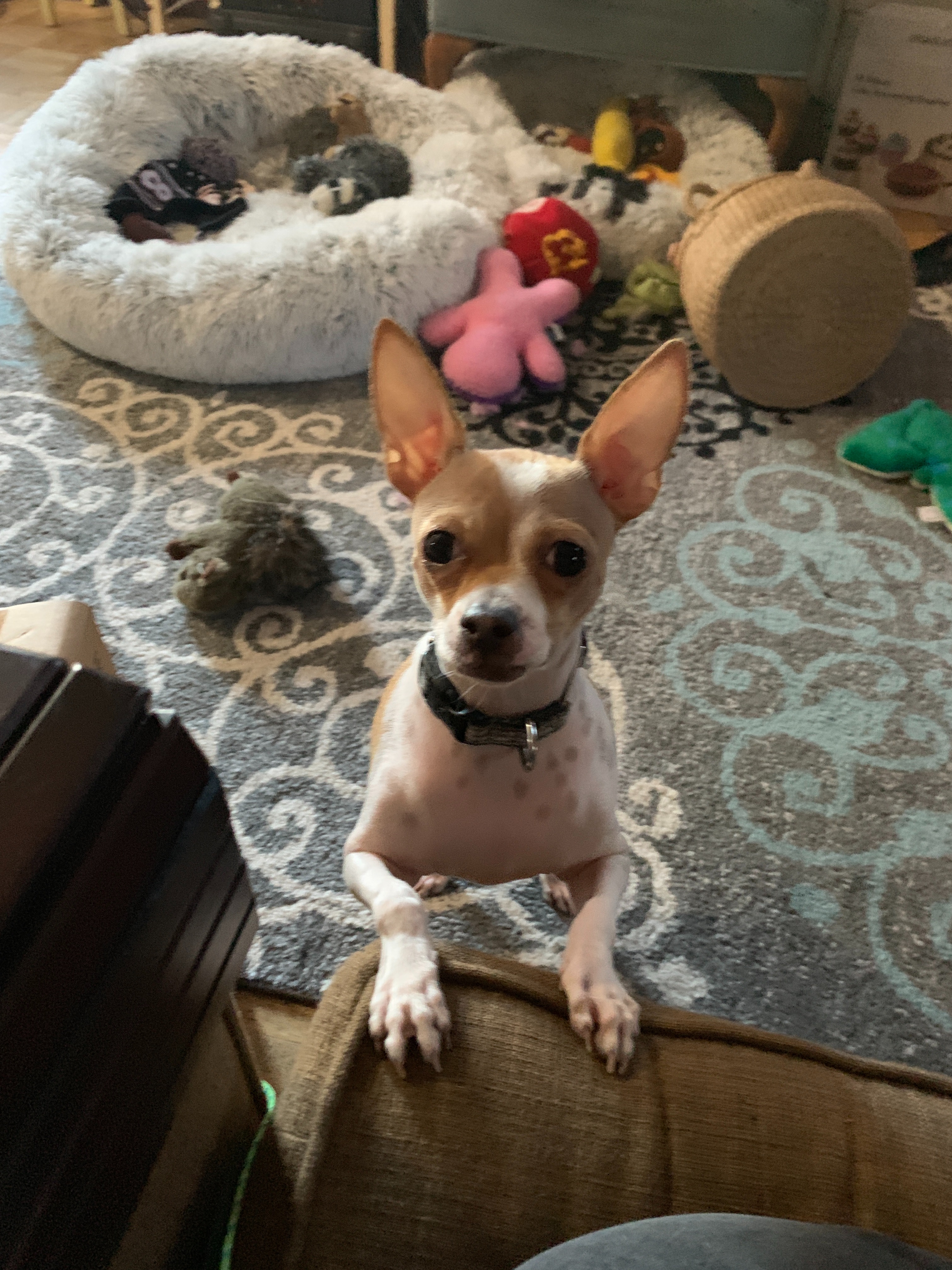 Donate to Violet's Medical Expenses campaign photo, 5 of 8