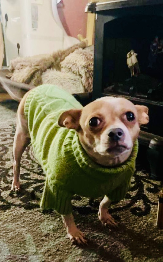 Donate to Violet's Medical Expenses campaign photo, 6 of 8