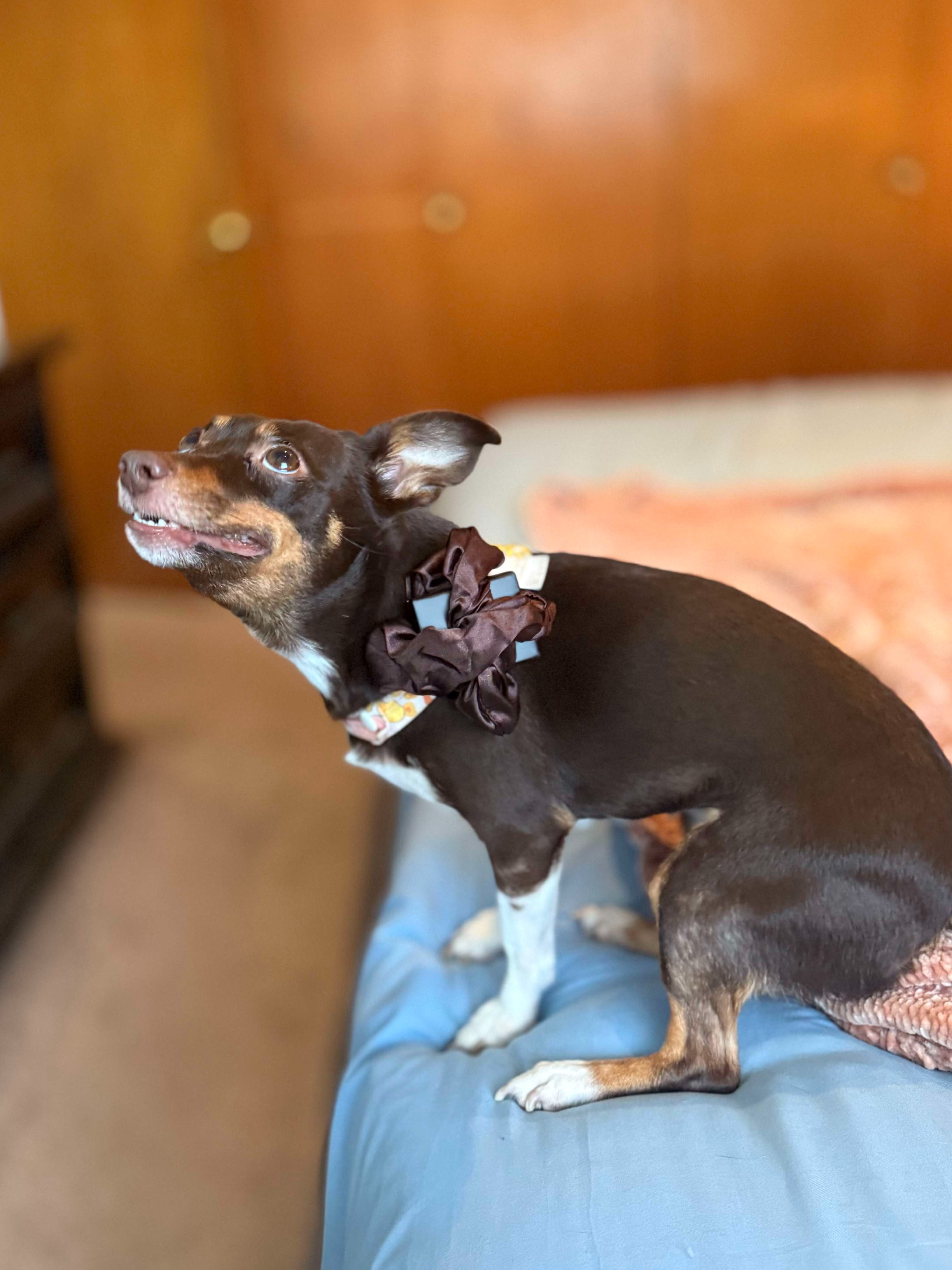 Support Harley's Dental Health Journey campaign photo, 4 of 8