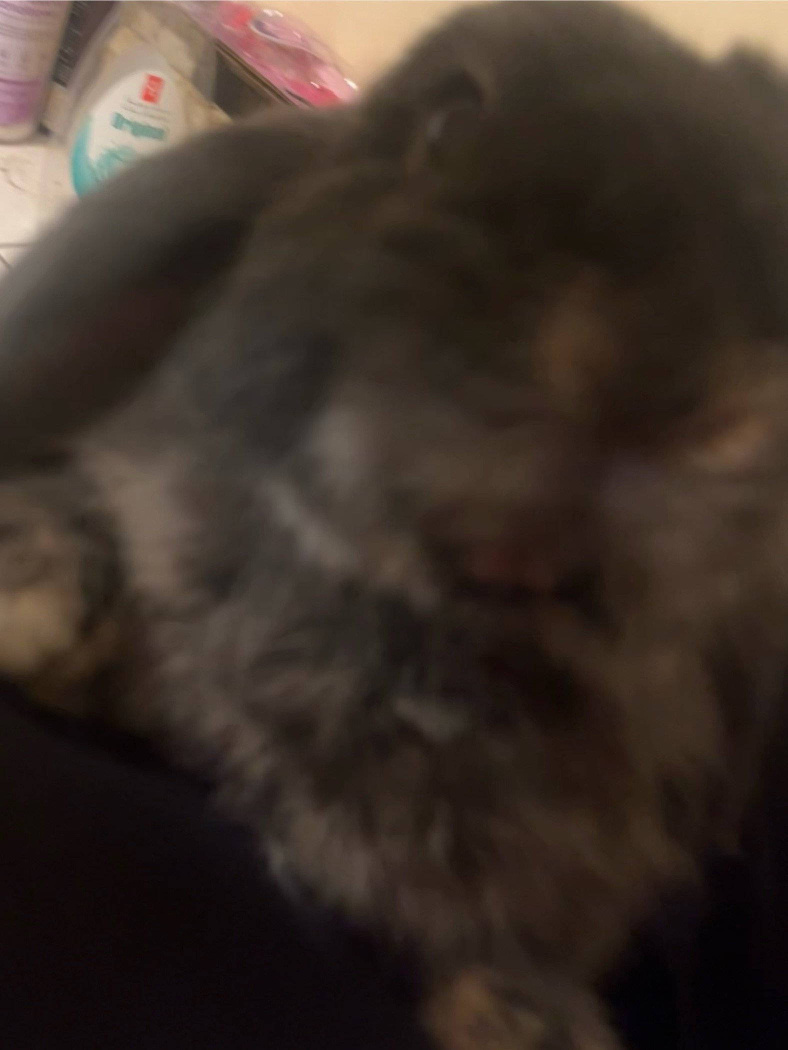 Please Help Thumper Get His Tooth Removal Surgery campaign photo, 7 of 8