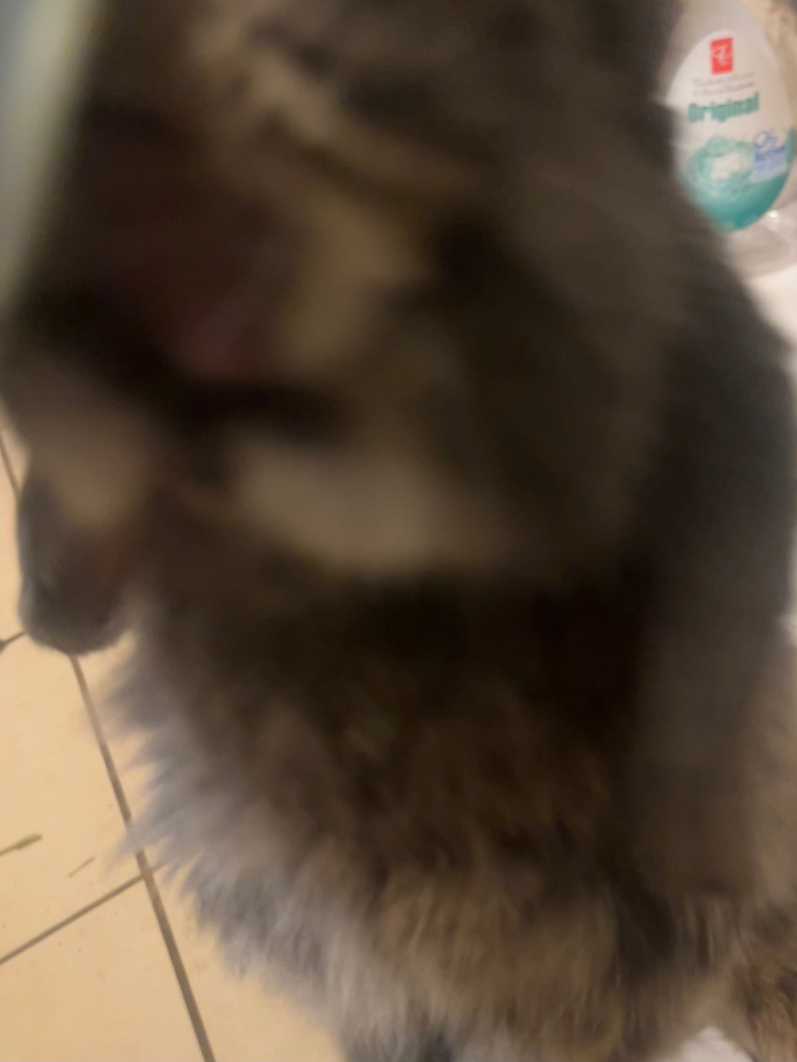 Please Help Thumper Get His Tooth Removal Surgery campaign photo, 2 of 8