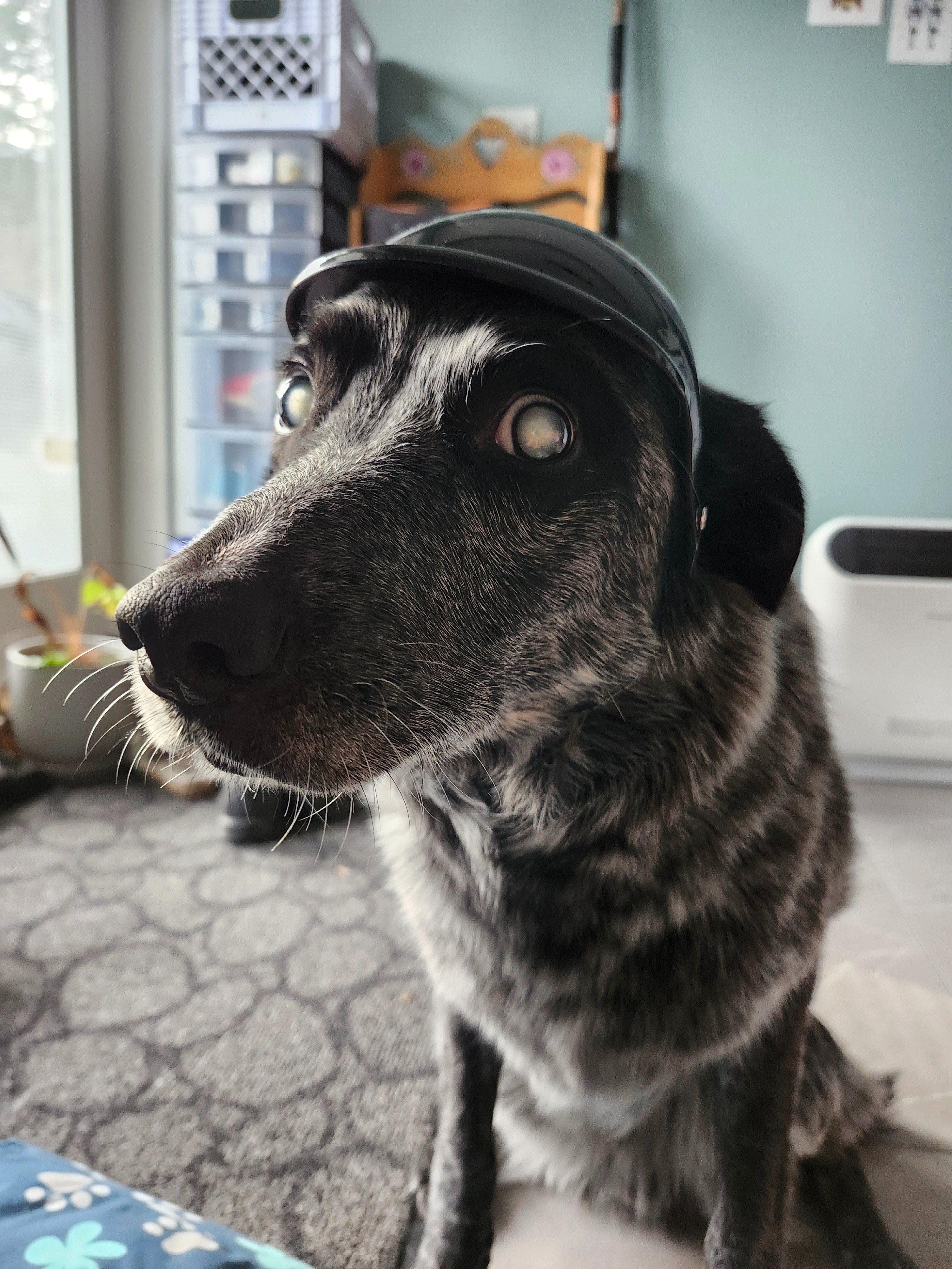 Eye Surgery for Odin campaign photo, 2 of 5