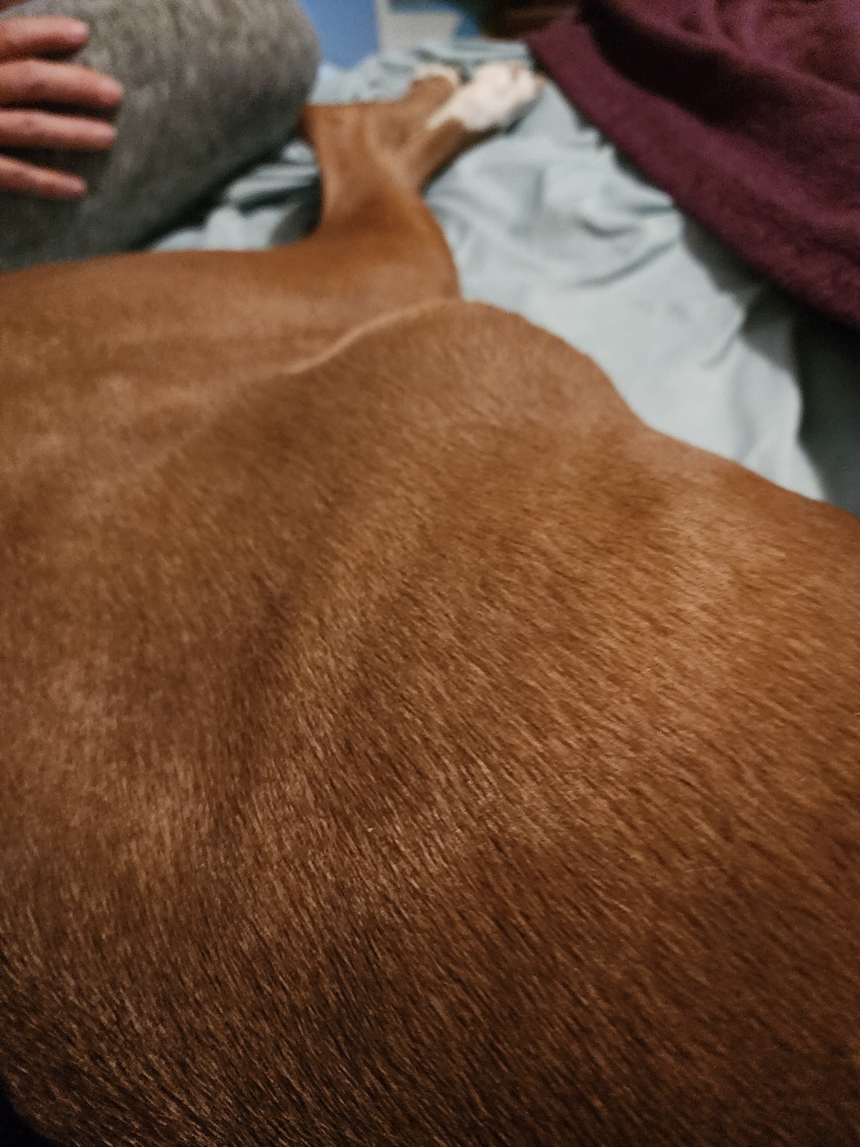 Sadie's Cancer Surgery campaign photo, 4 of 8