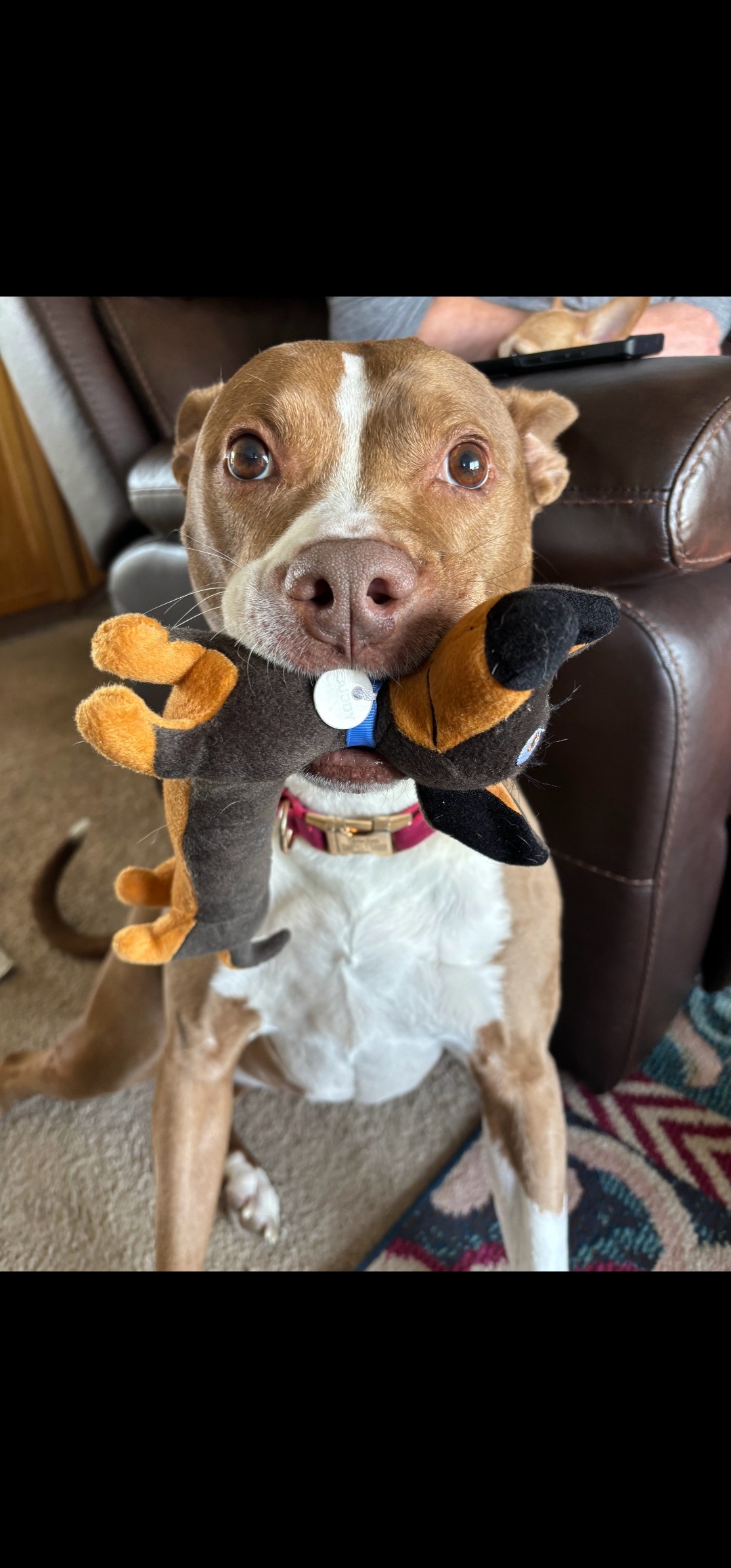 Sadie's Cancer Surgery campaign photo, 5 of 8