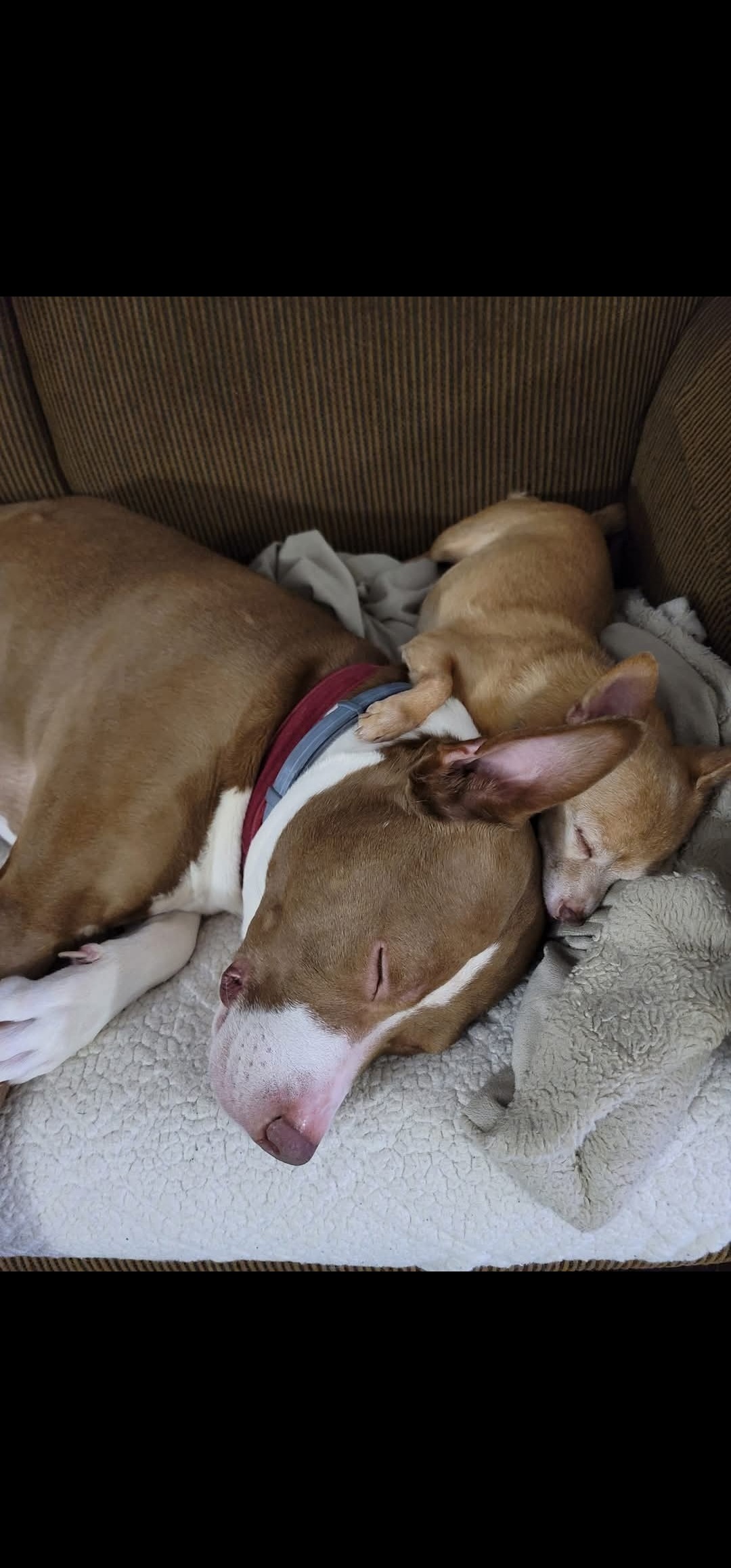 Sadie's Cancer Surgery campaign photo, 6 of 8