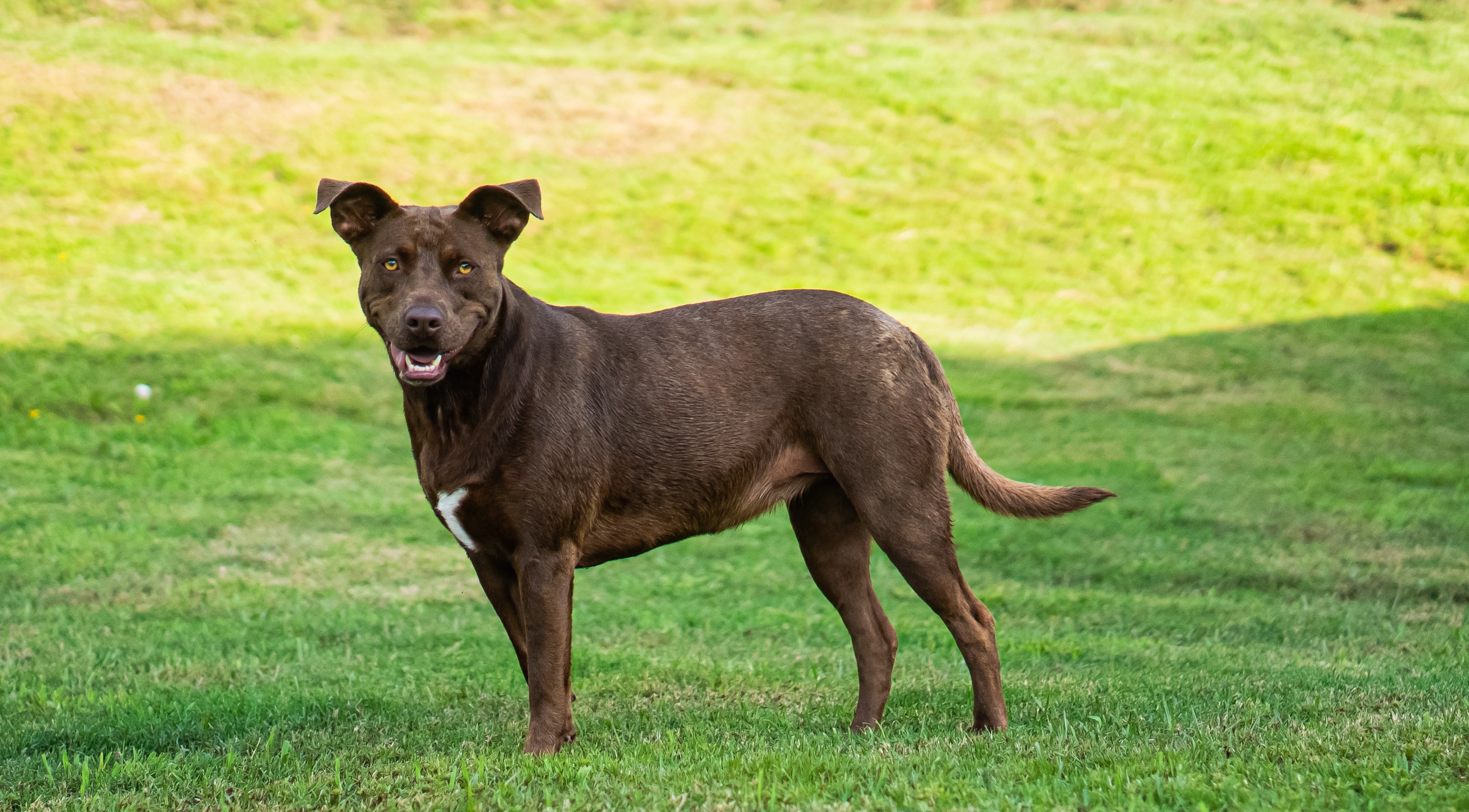 Help Nikki & Friends Travel from Texas to Forever Homes campaign photo, 2 of 5