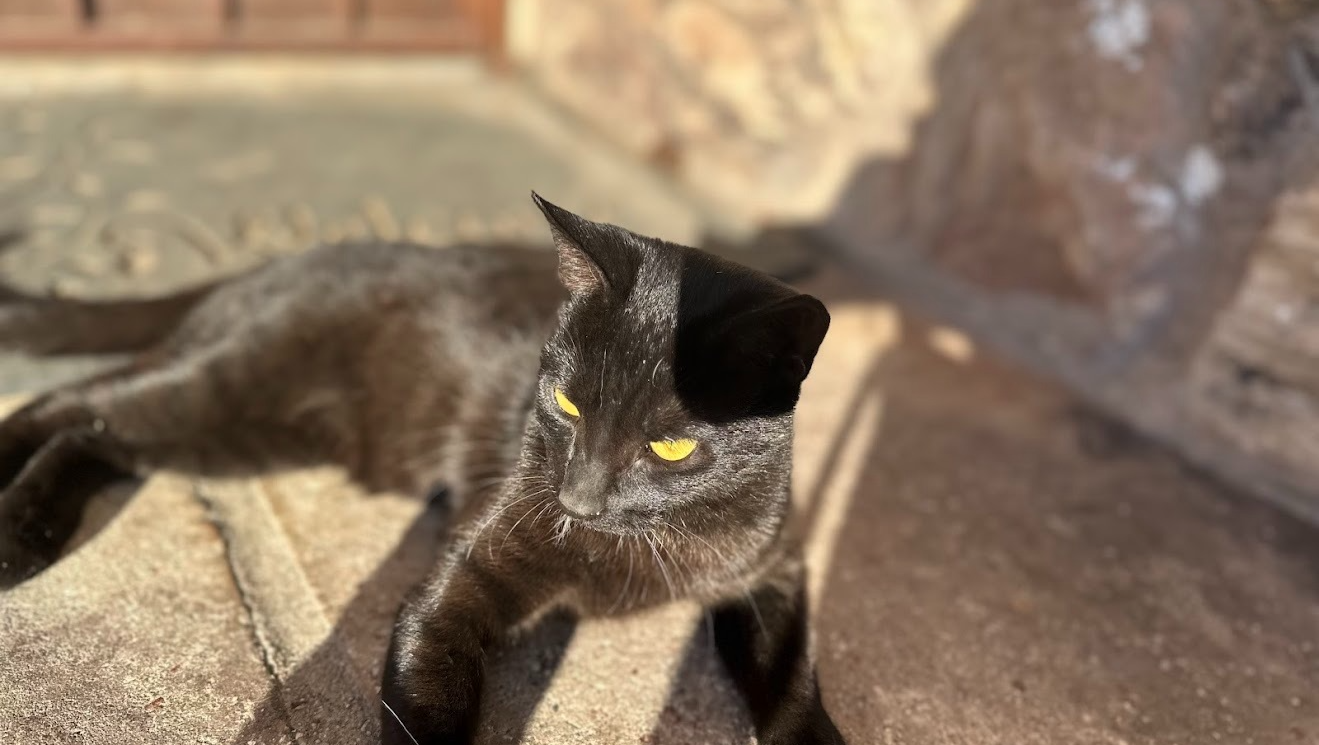 Fundraiser by Shannon Soto : Help Cosmo Binx Run Again: Support Her Surgery