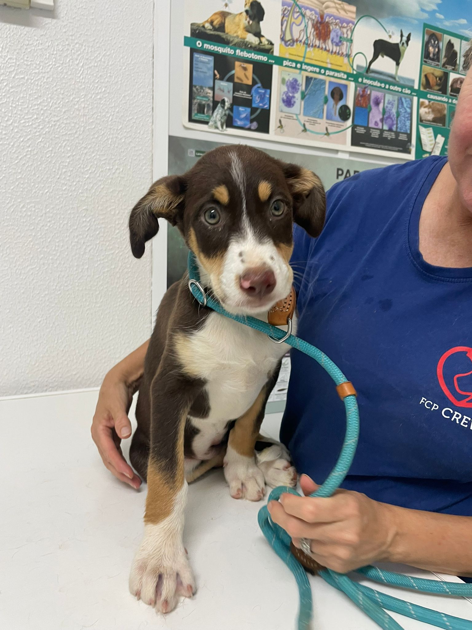Help the puppies with Parvo please x campaign photo, 4 of 7