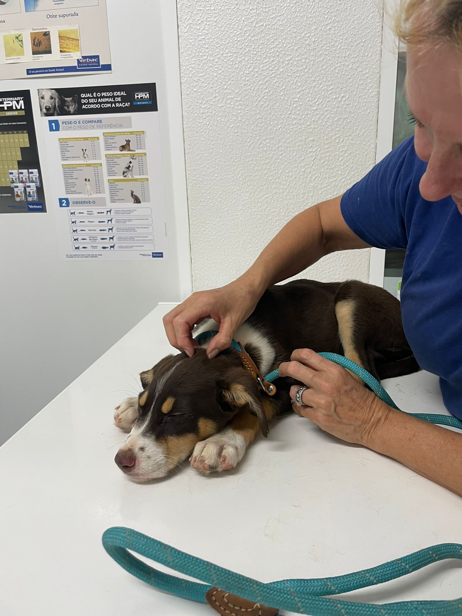 Help the puppies with Parvo please x campaign photo, 5 of 7