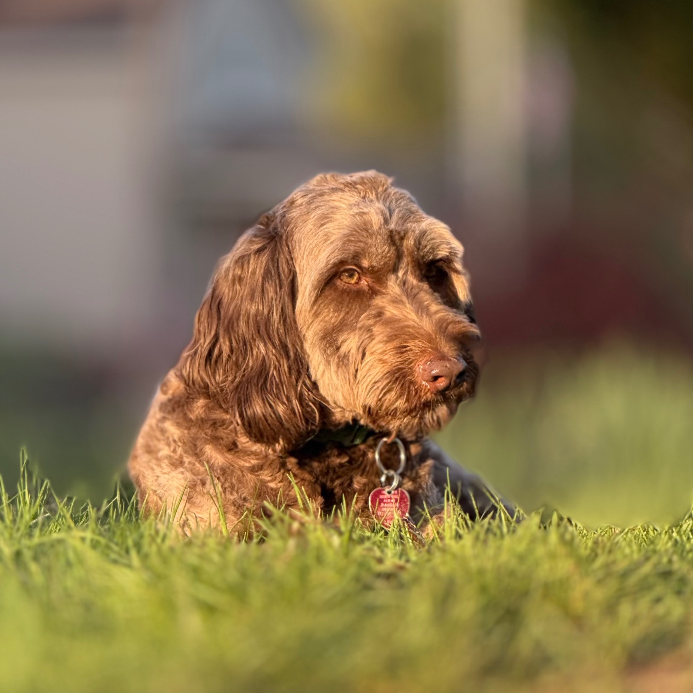 Marnie Veterinary Bills campaign photo, 4 of 5