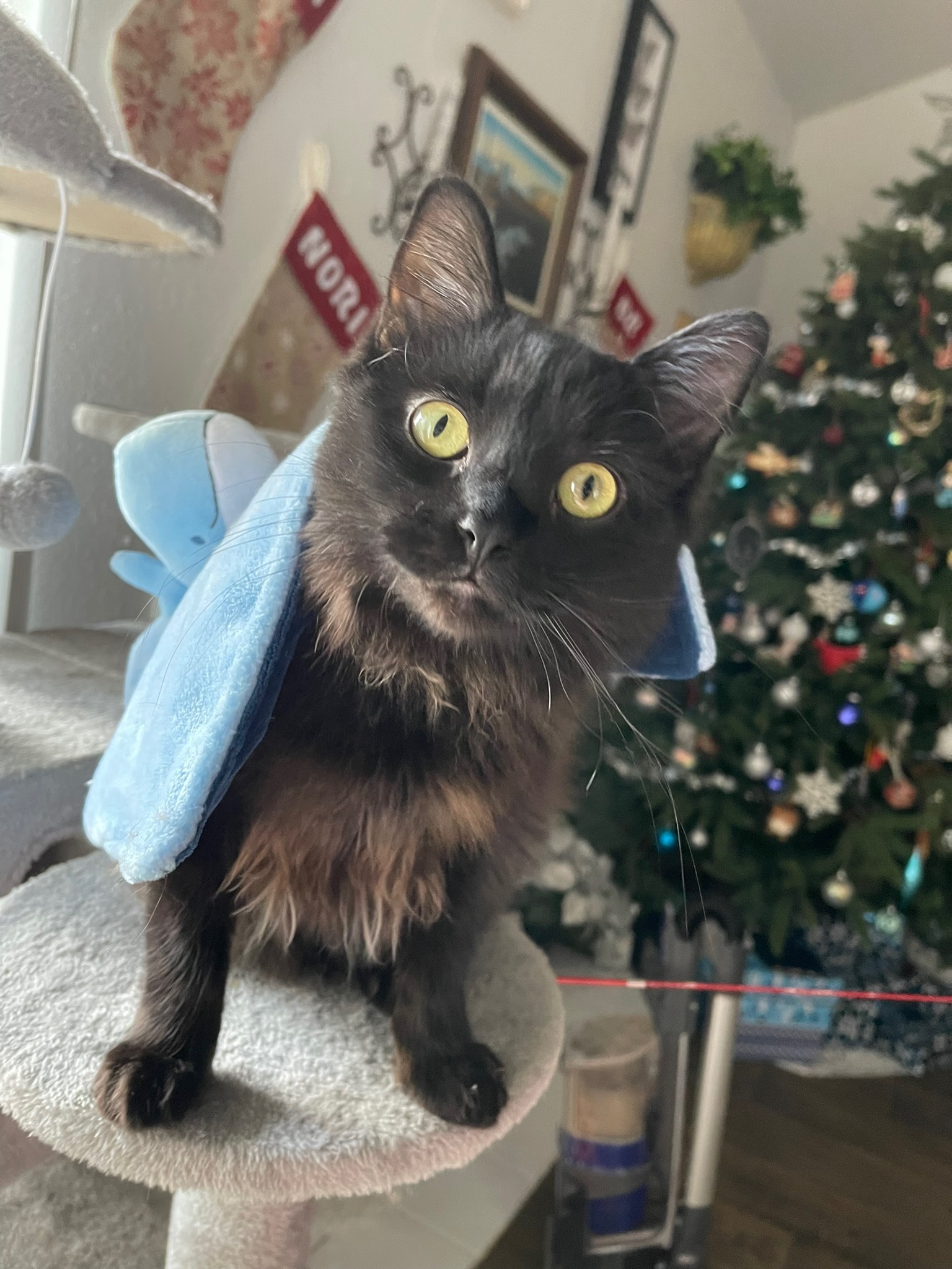 Help Nori Have Life Saving Surgery campaign photo, 4 of 6