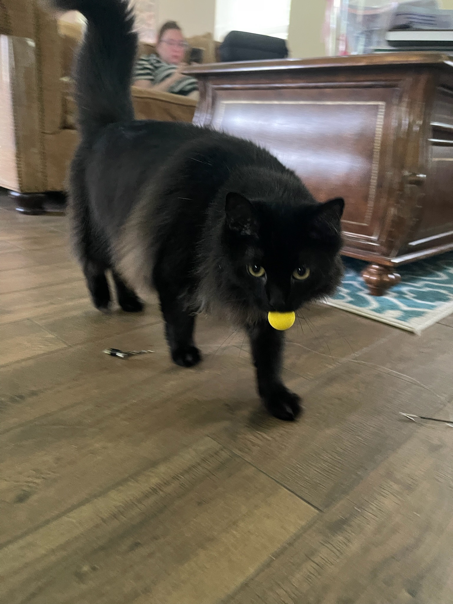 Help Nori Have Life Saving Surgery campaign photo, 6 of 6