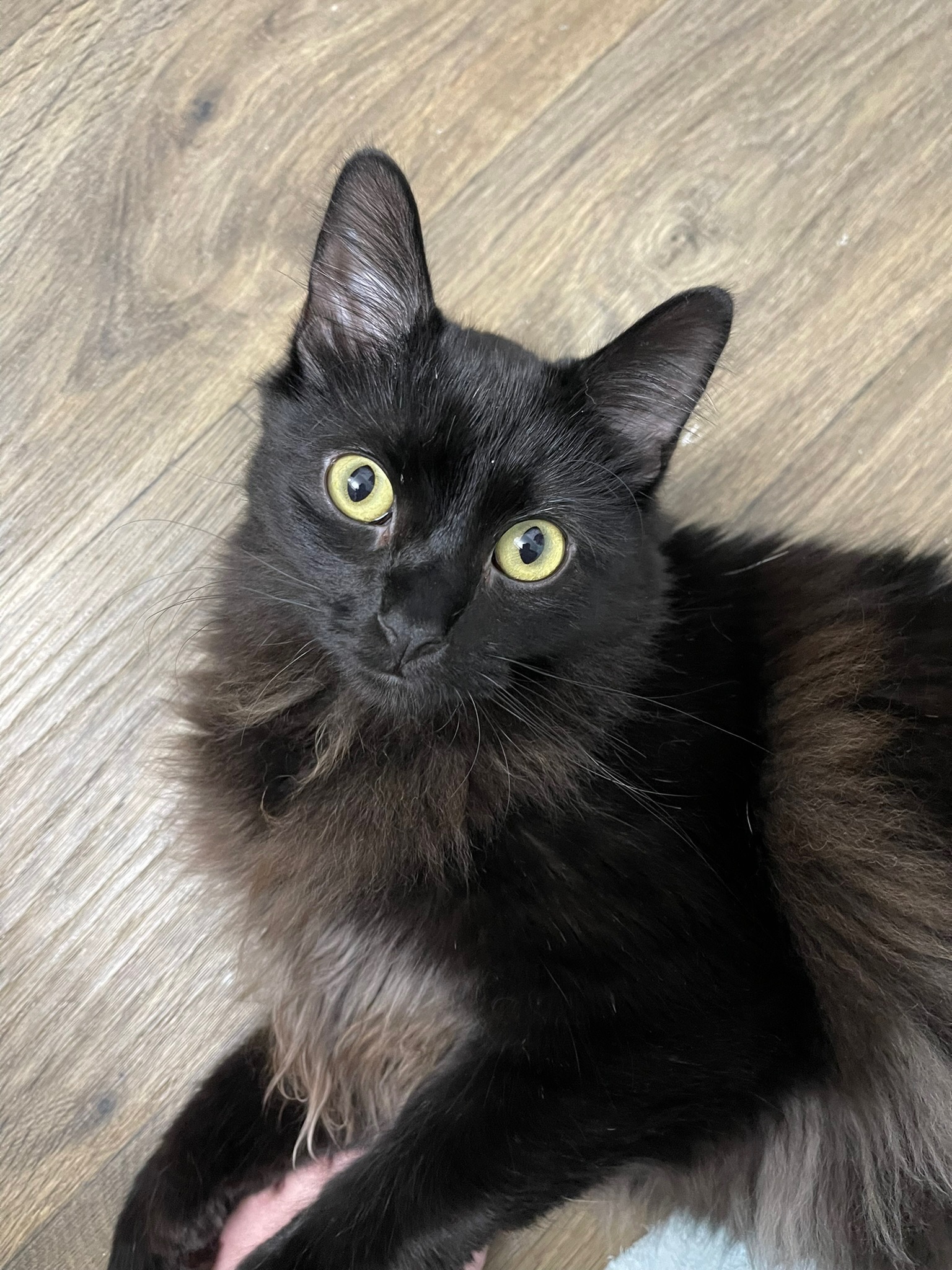 Help Nori Have Life Saving Surgery campaign photo, 5 of 6