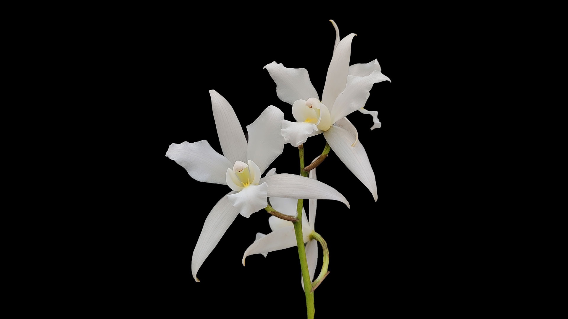 Documental Orquídeas de México, Laelia autumnalis. campaign photo, 6 of 7