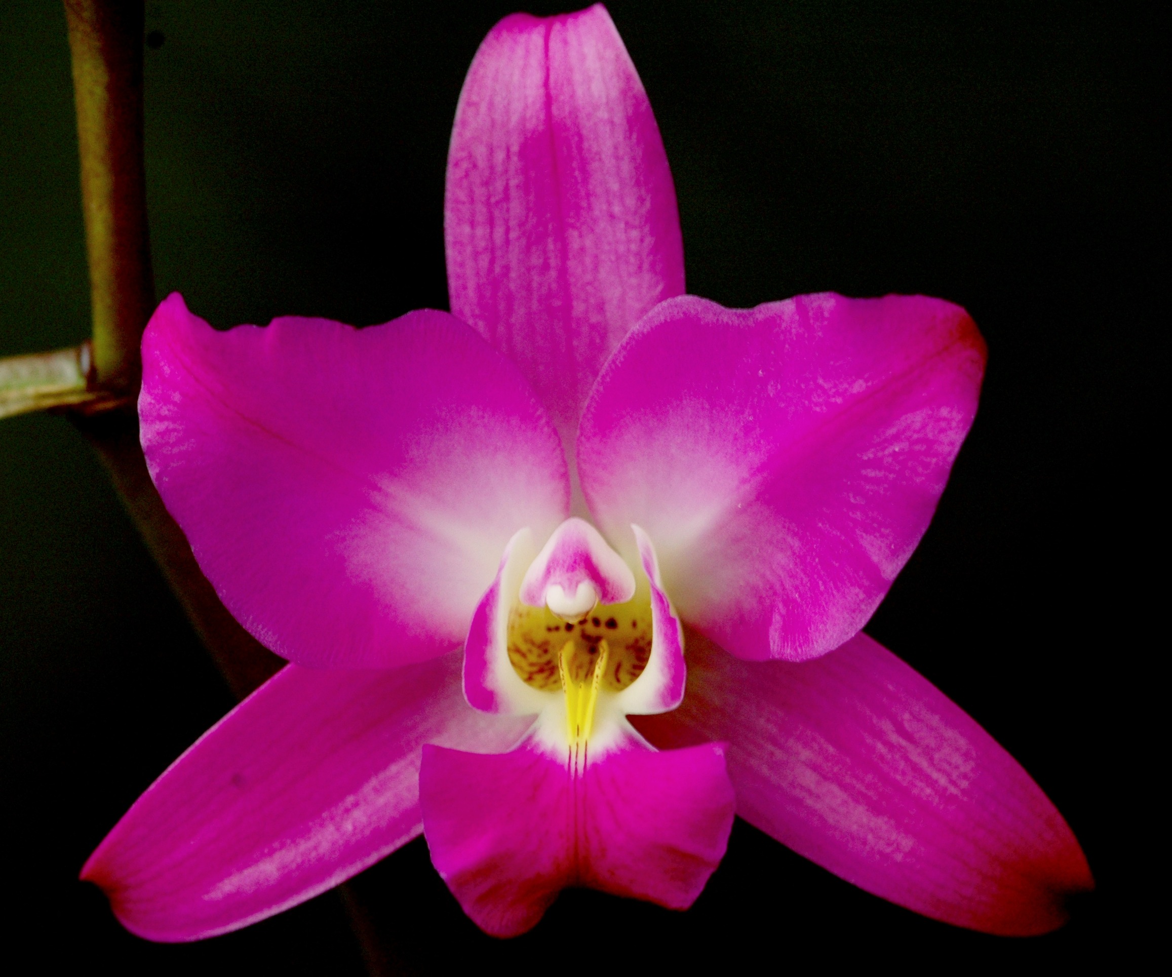 Documental Orquídeas de México, Laelia autumnalis. campaign photo, 2 of 7