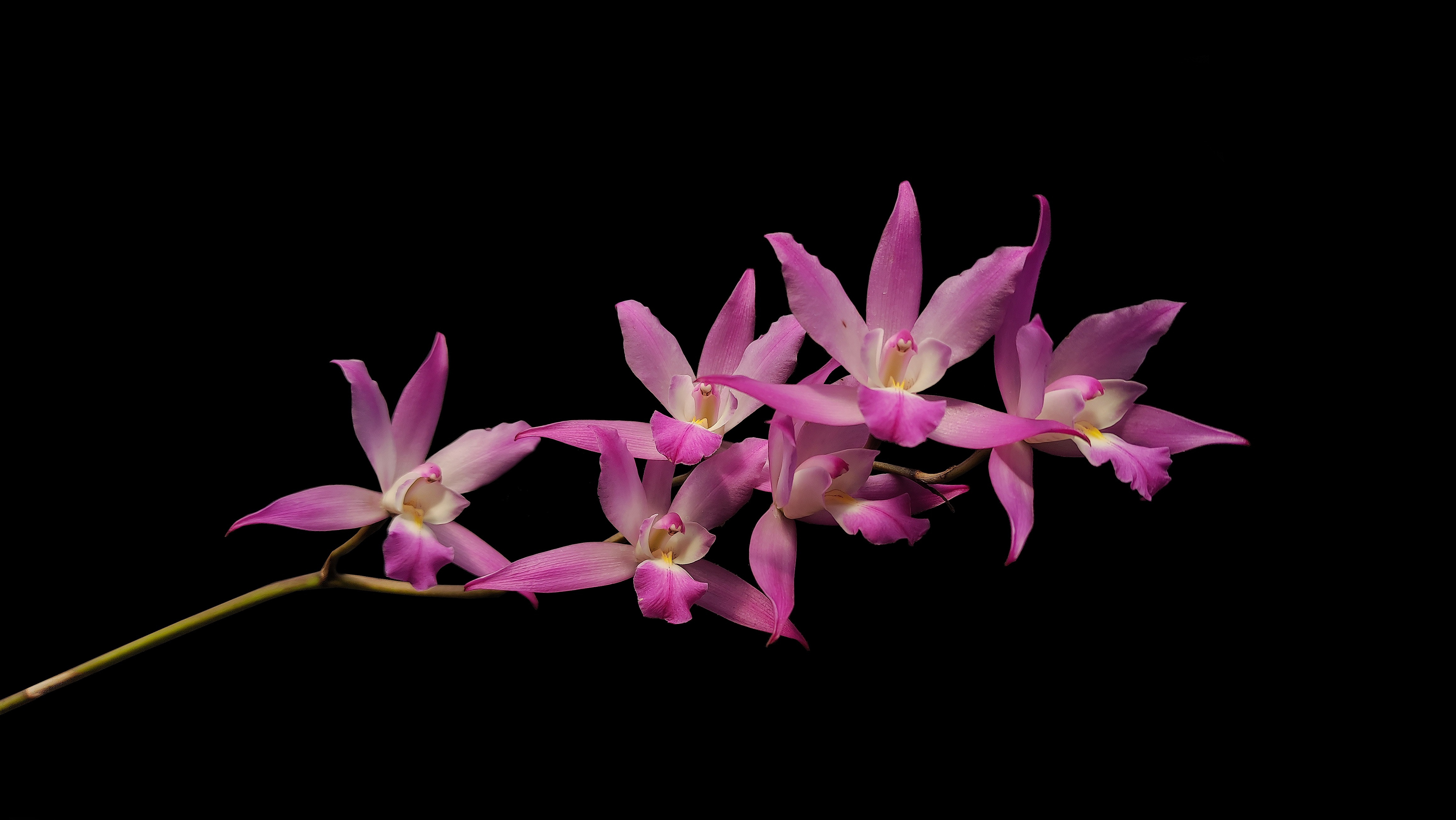 Documental Orquídeas de México, Laelia autumnalis. campaign photo, 4 of 7