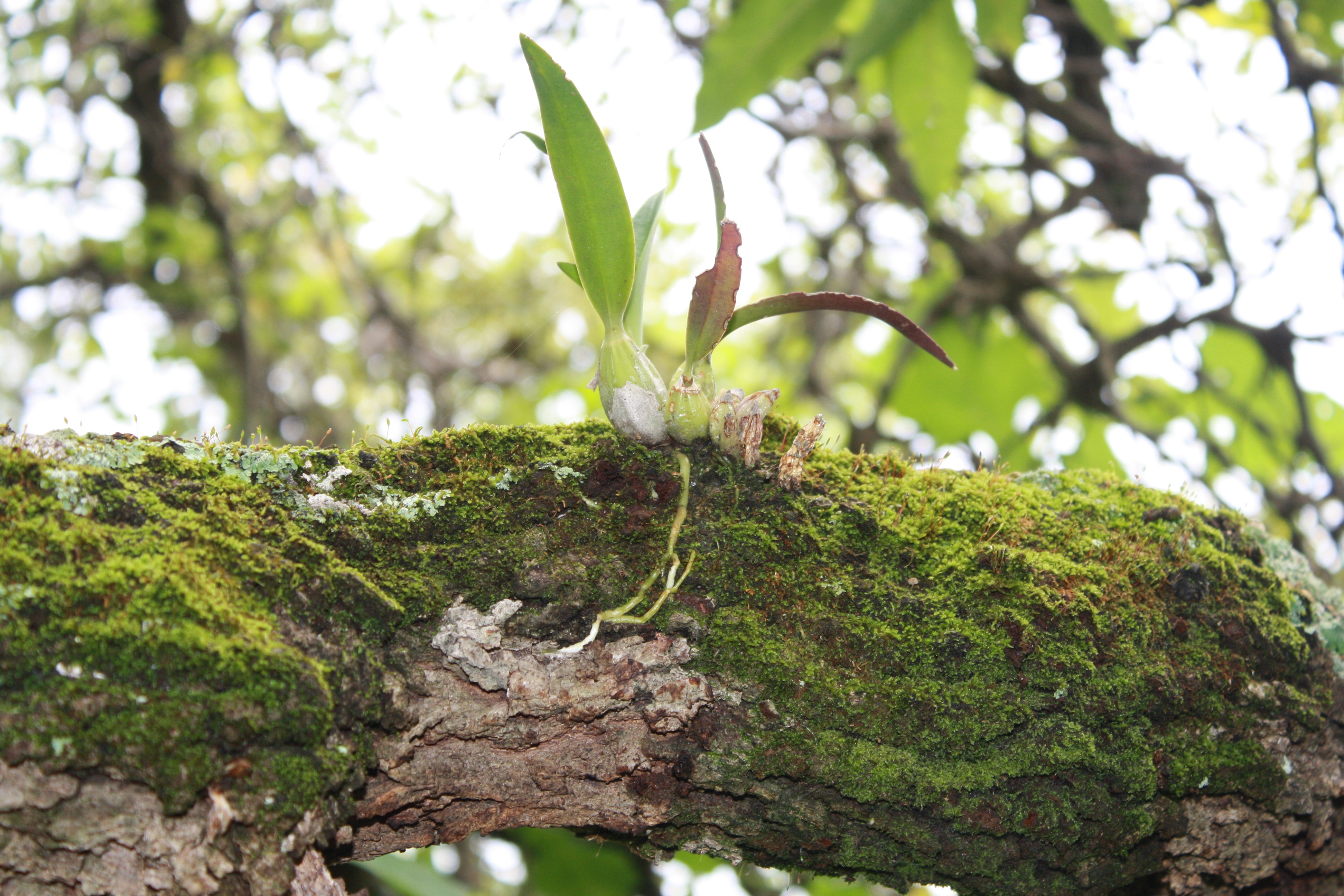 Documental Orquídeas de México, Laelia autumnalis. campaign photo, 5 of 7